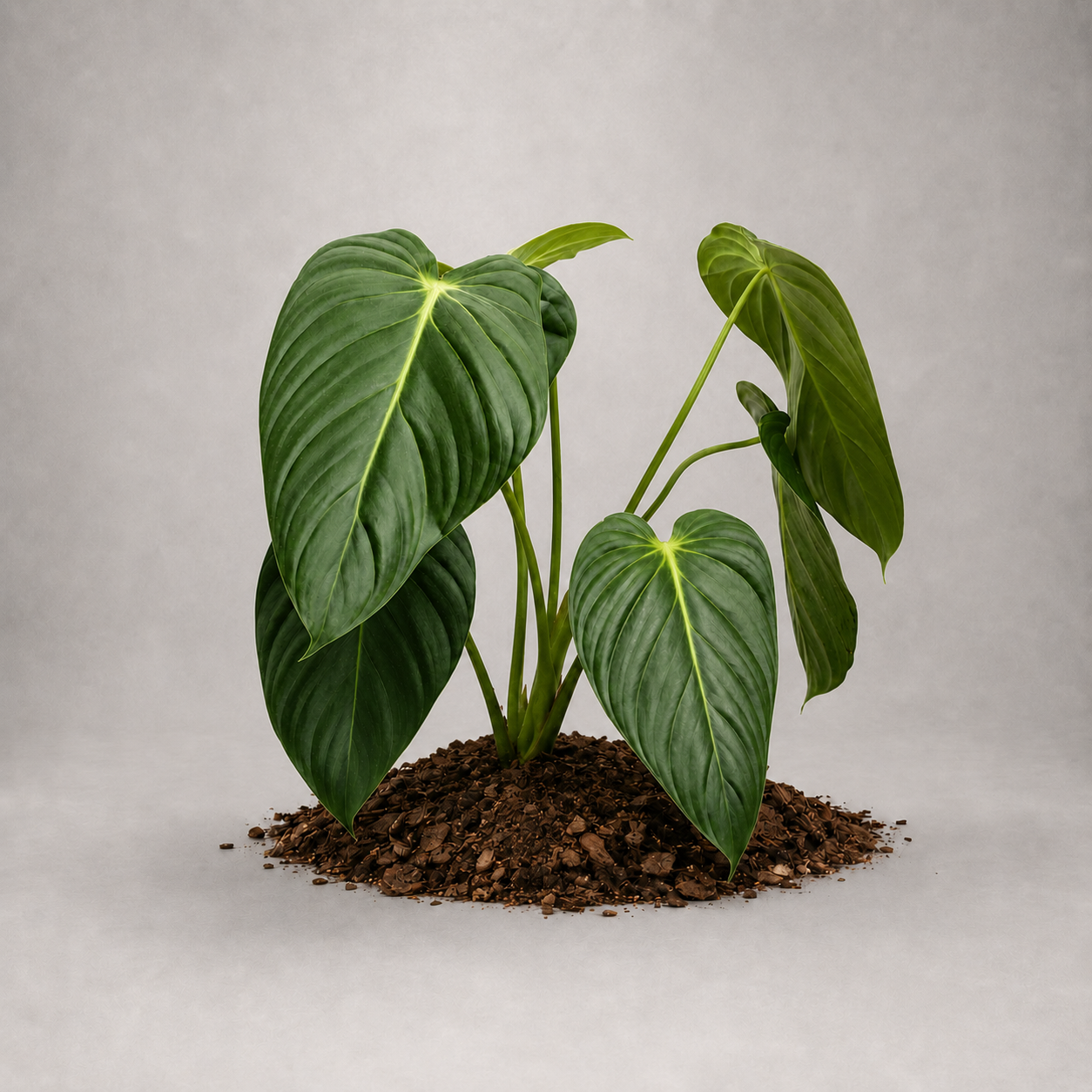 Philodendron pastazanum x melanochrysum