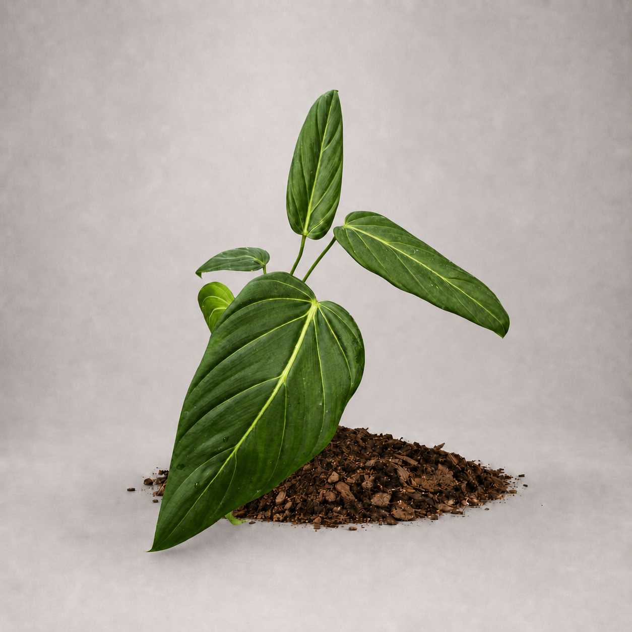 Philodendron pastazanum x melanochrysum