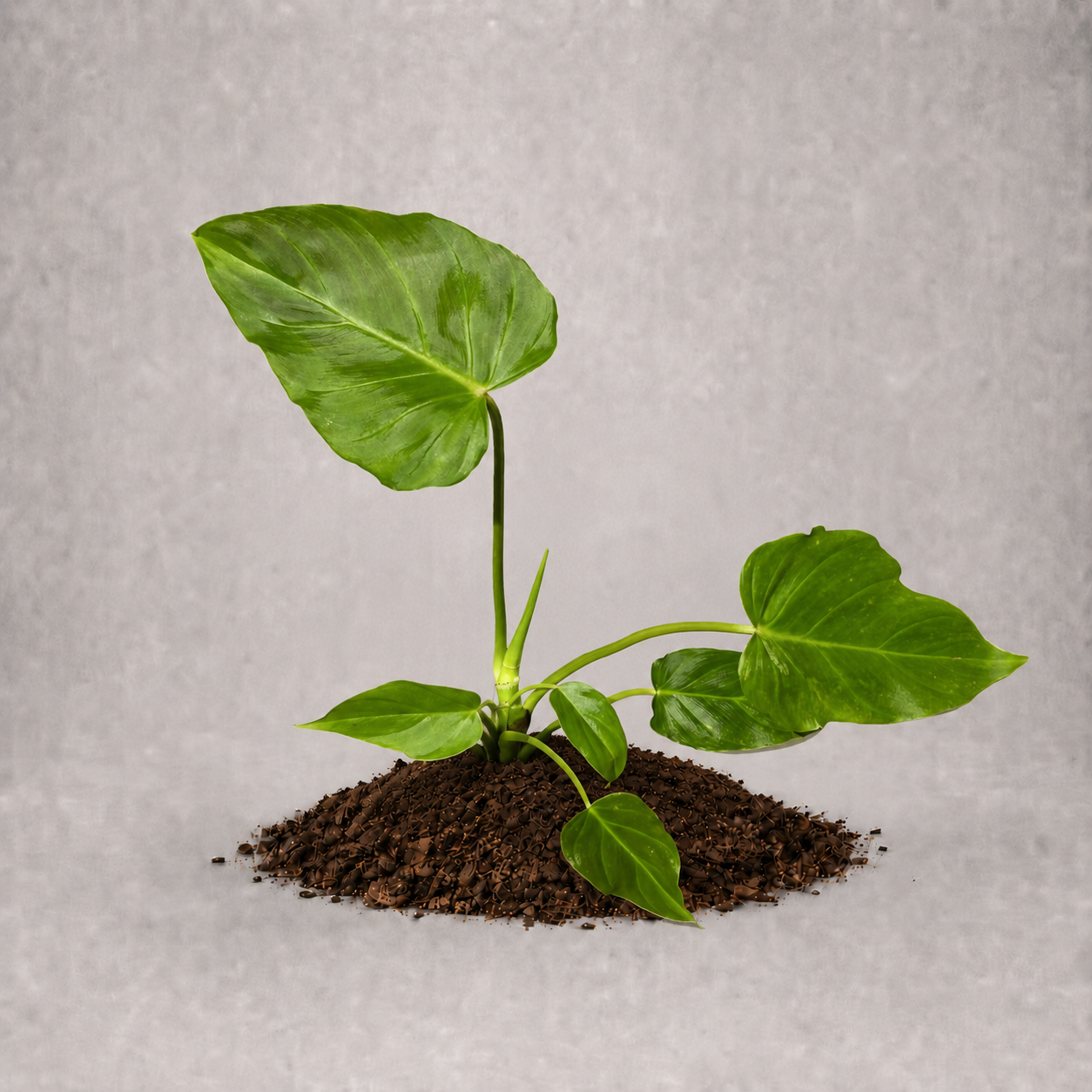 Philodendron pinnatifidum x verrucosum