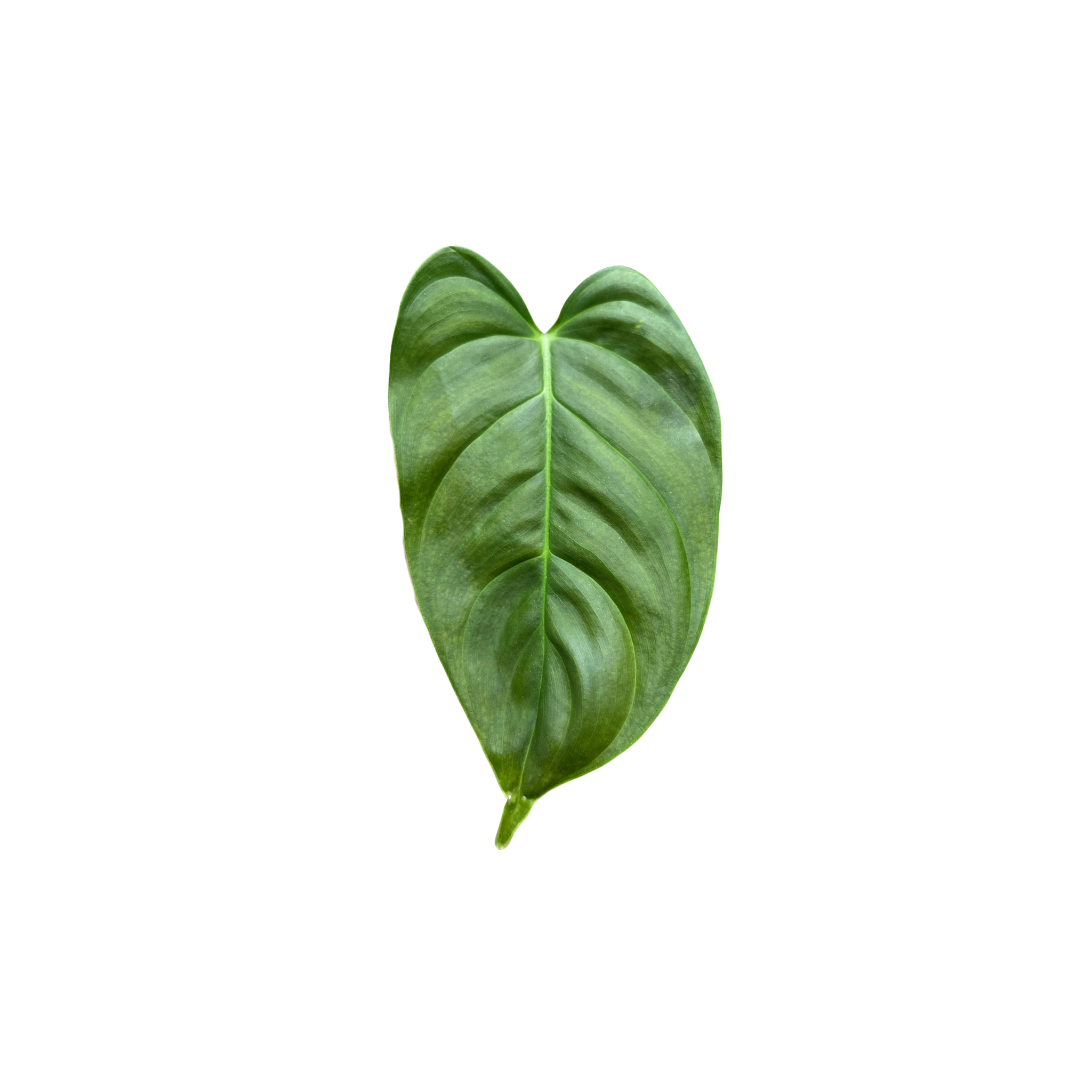 Philodendron narinoense cf.