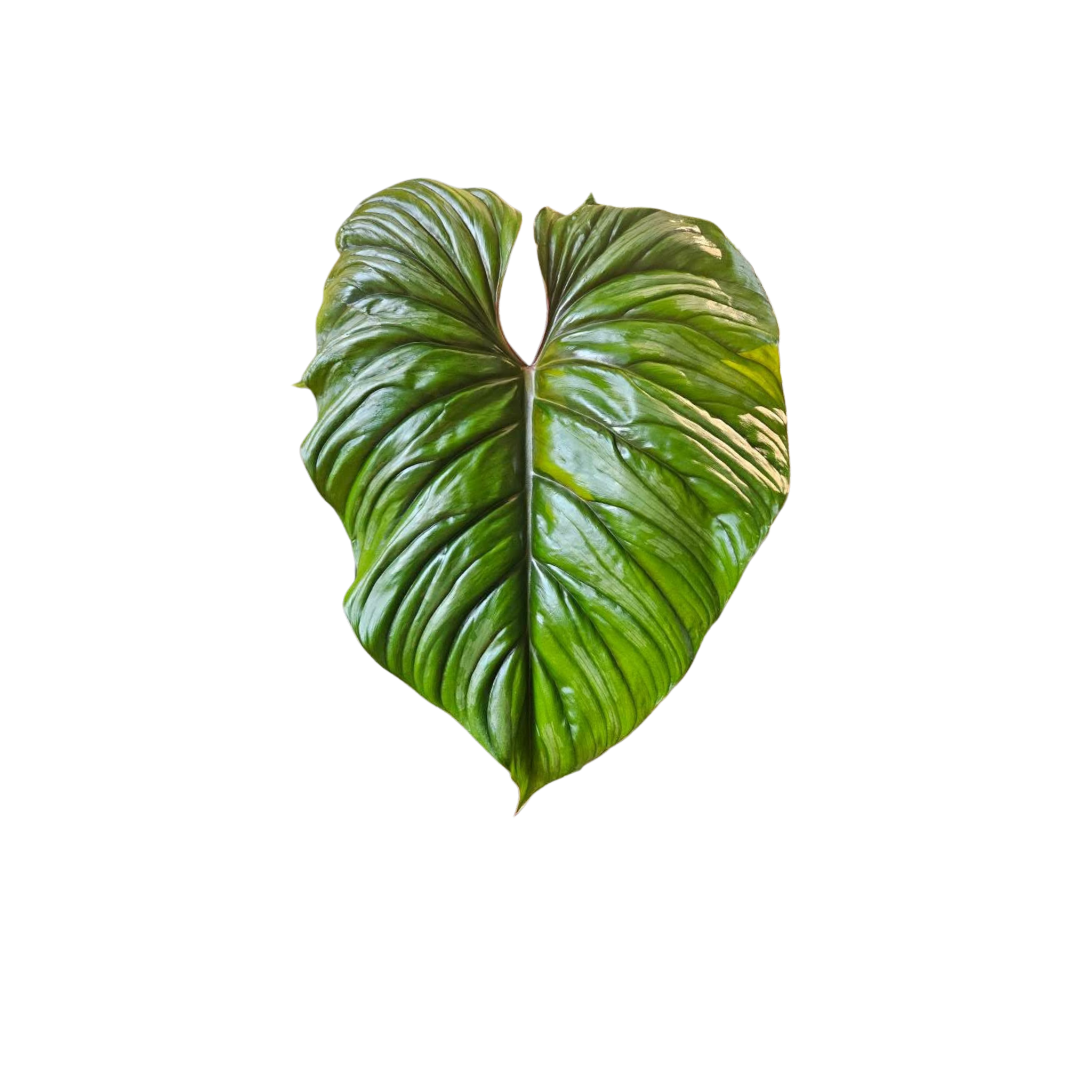 Philodendron sylvatica