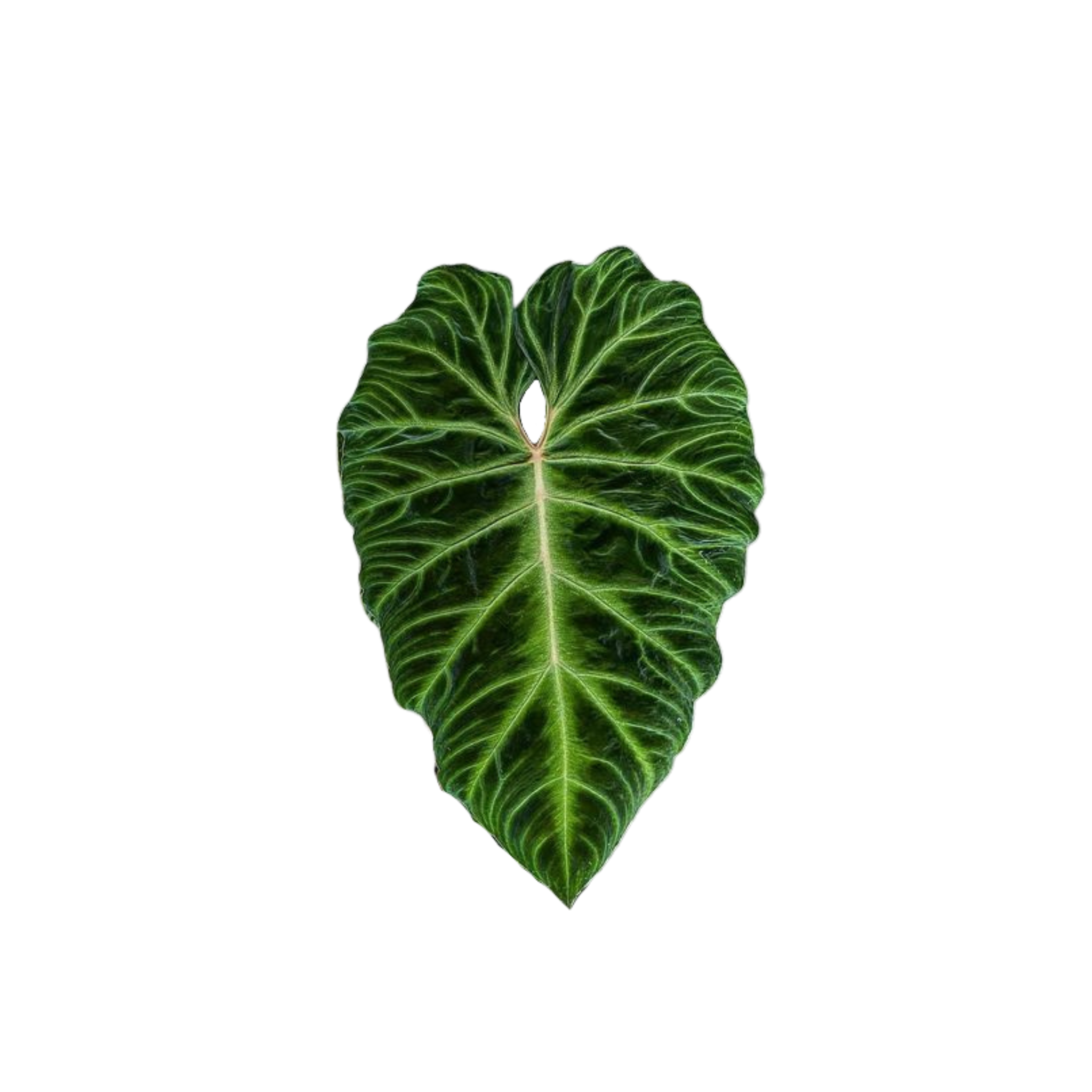 Philodendron sylvestris