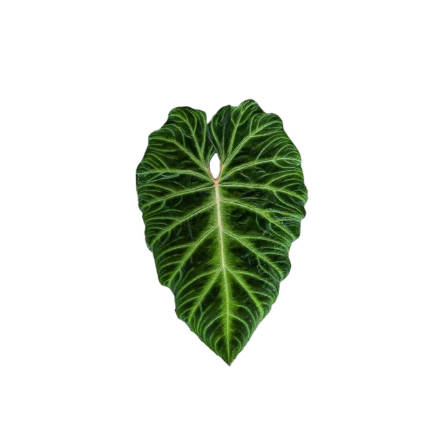 Philodendron sylvestris