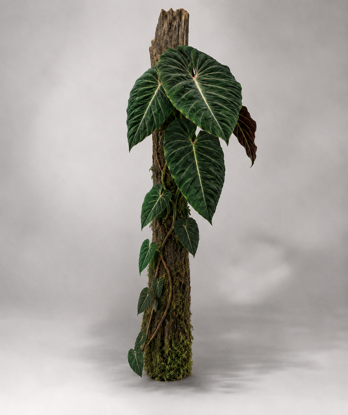 Philodendron verrucosum 'Amazon Sunset'