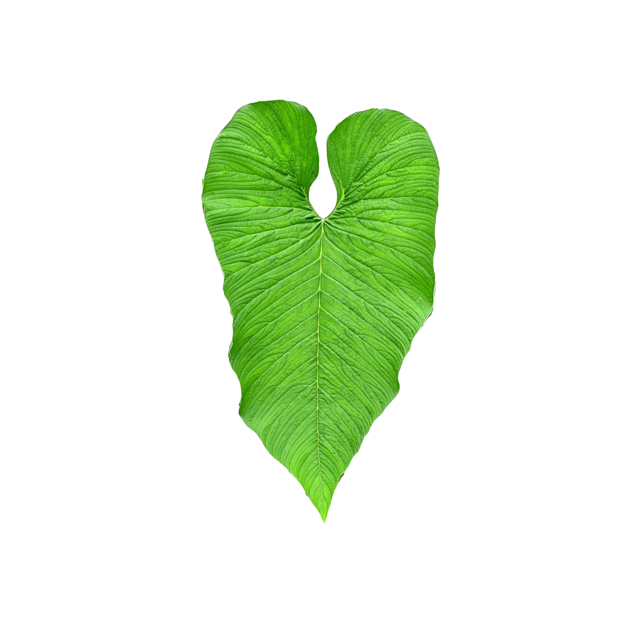 Philodendron corrugatum