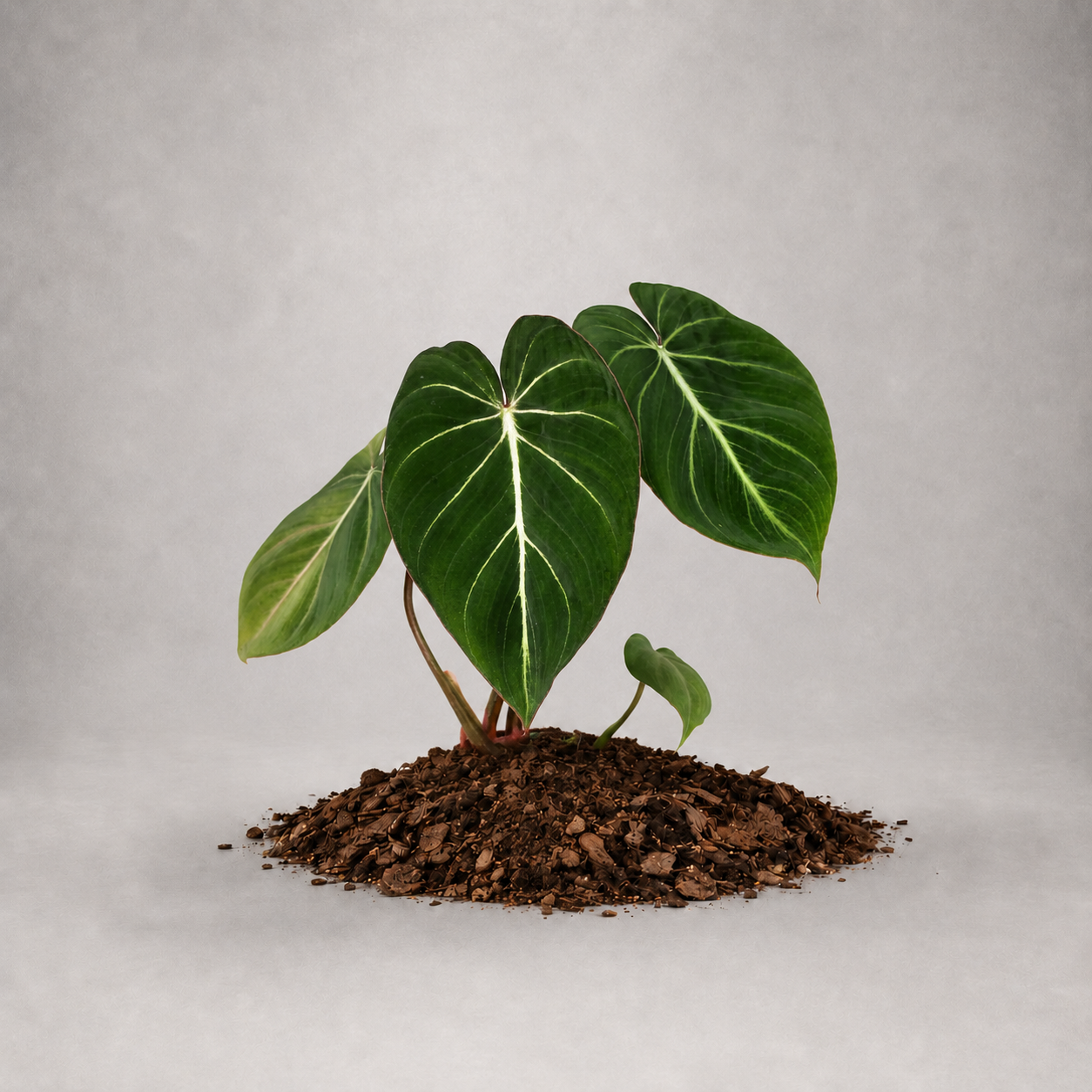 Philodendron gloriosum