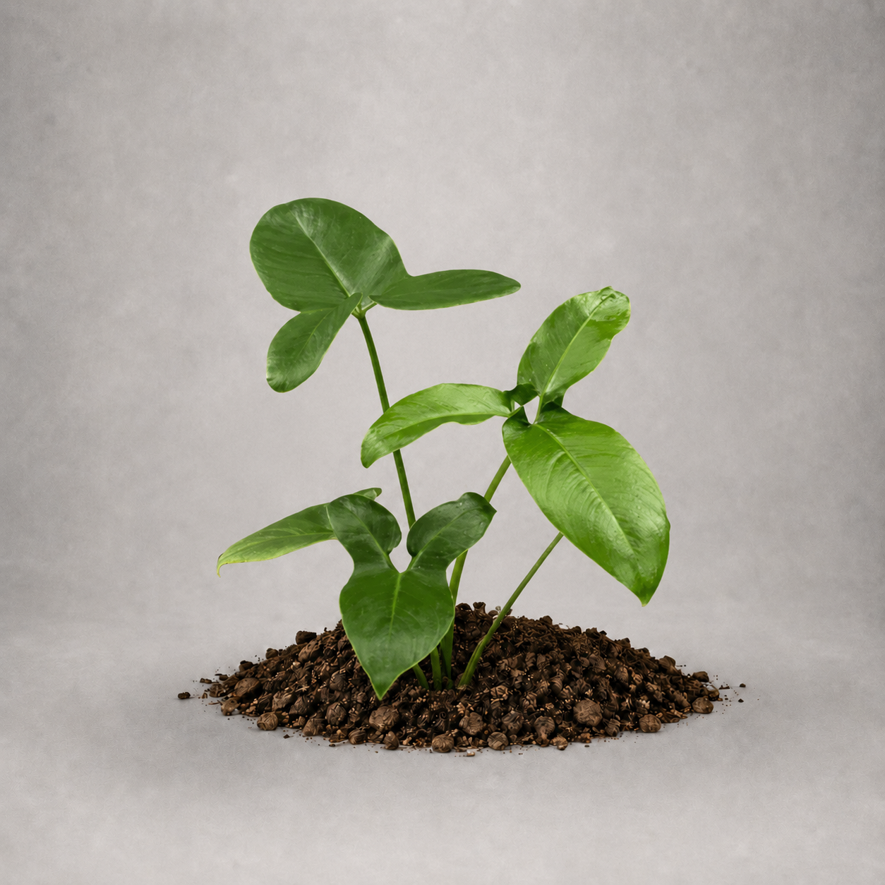 Philodendron goeldii