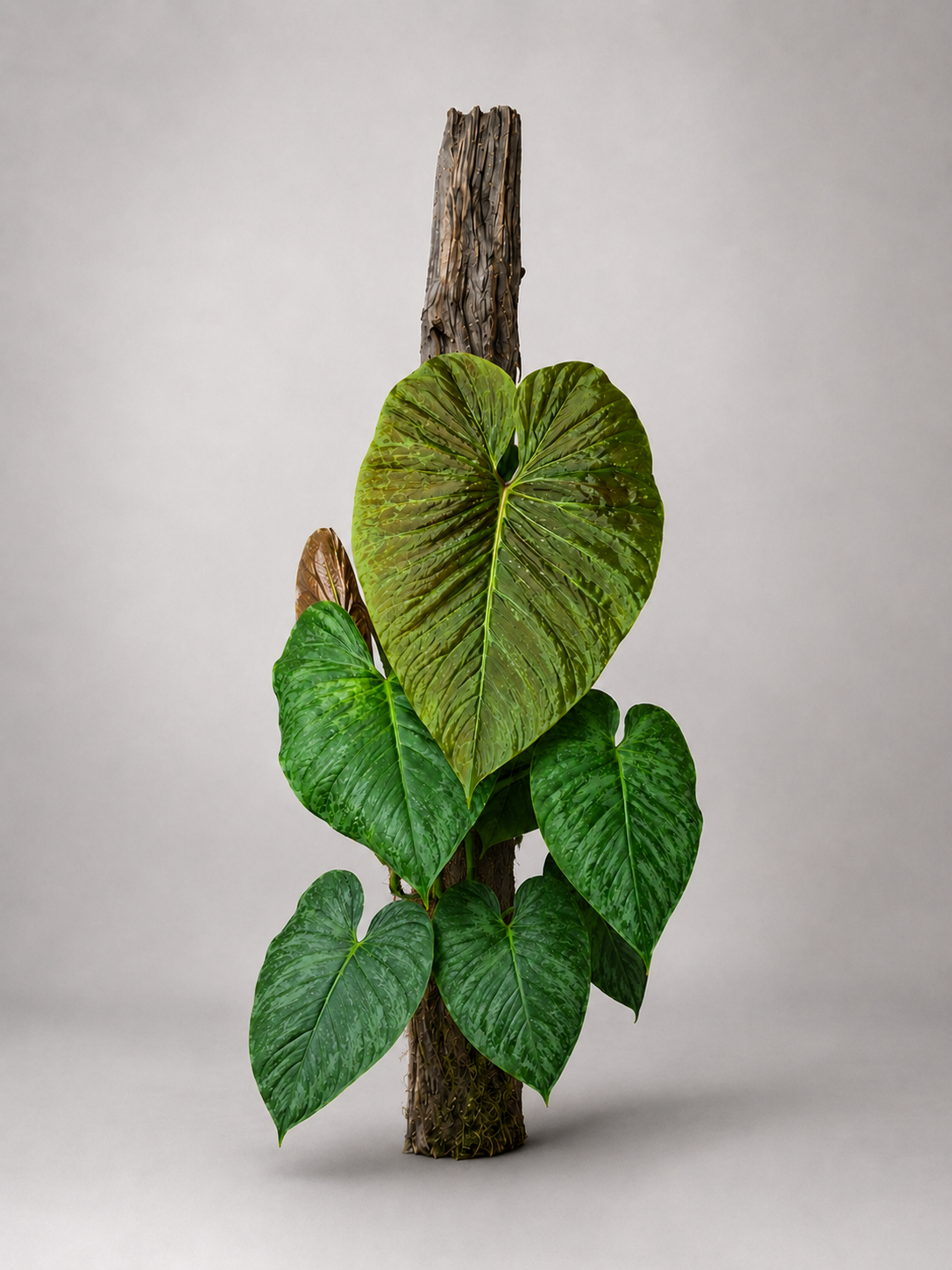 Philodendron verrucosum x sodiroi