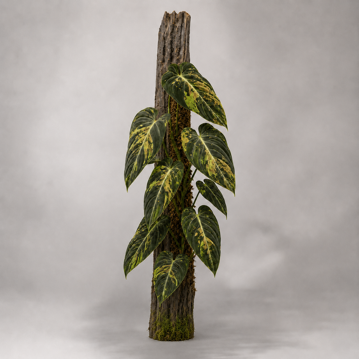 Philodendron melanochrysum 'Variegata'