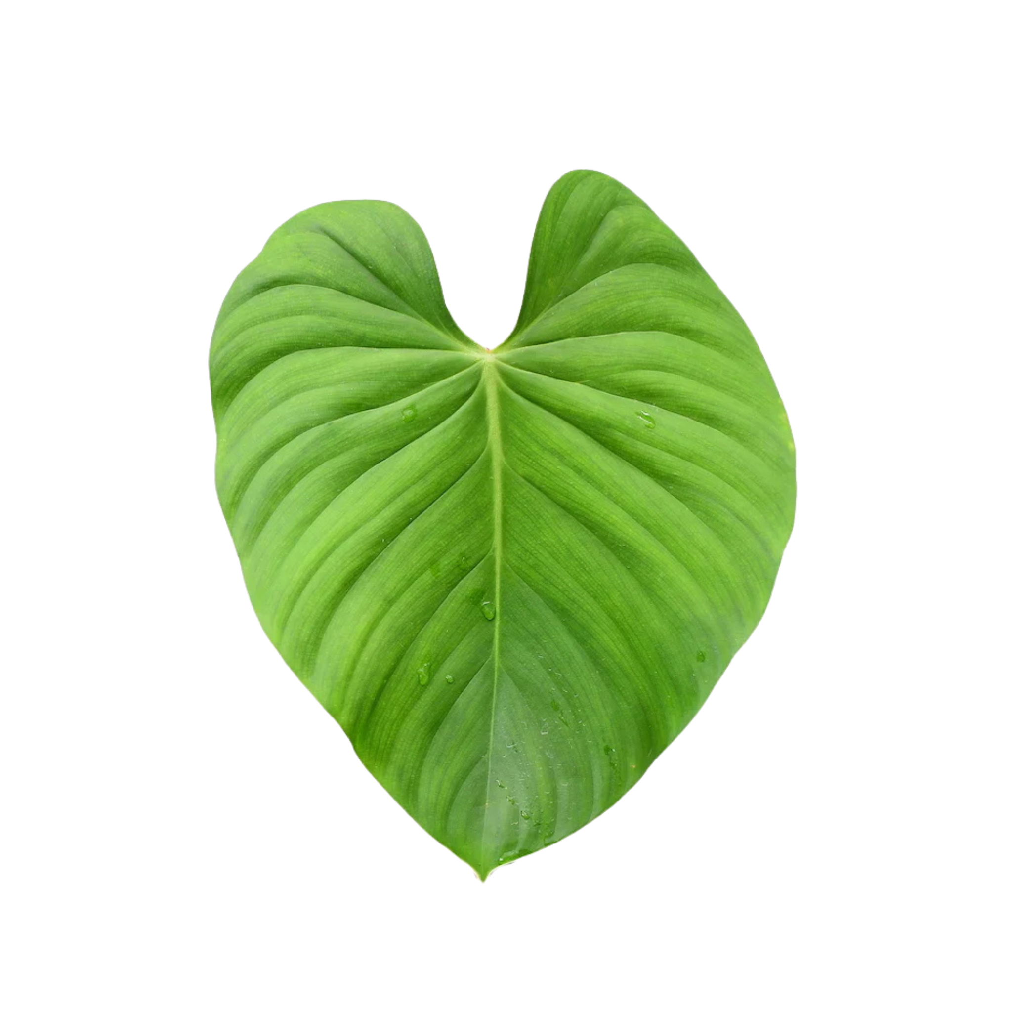 Philodendron nangaritense