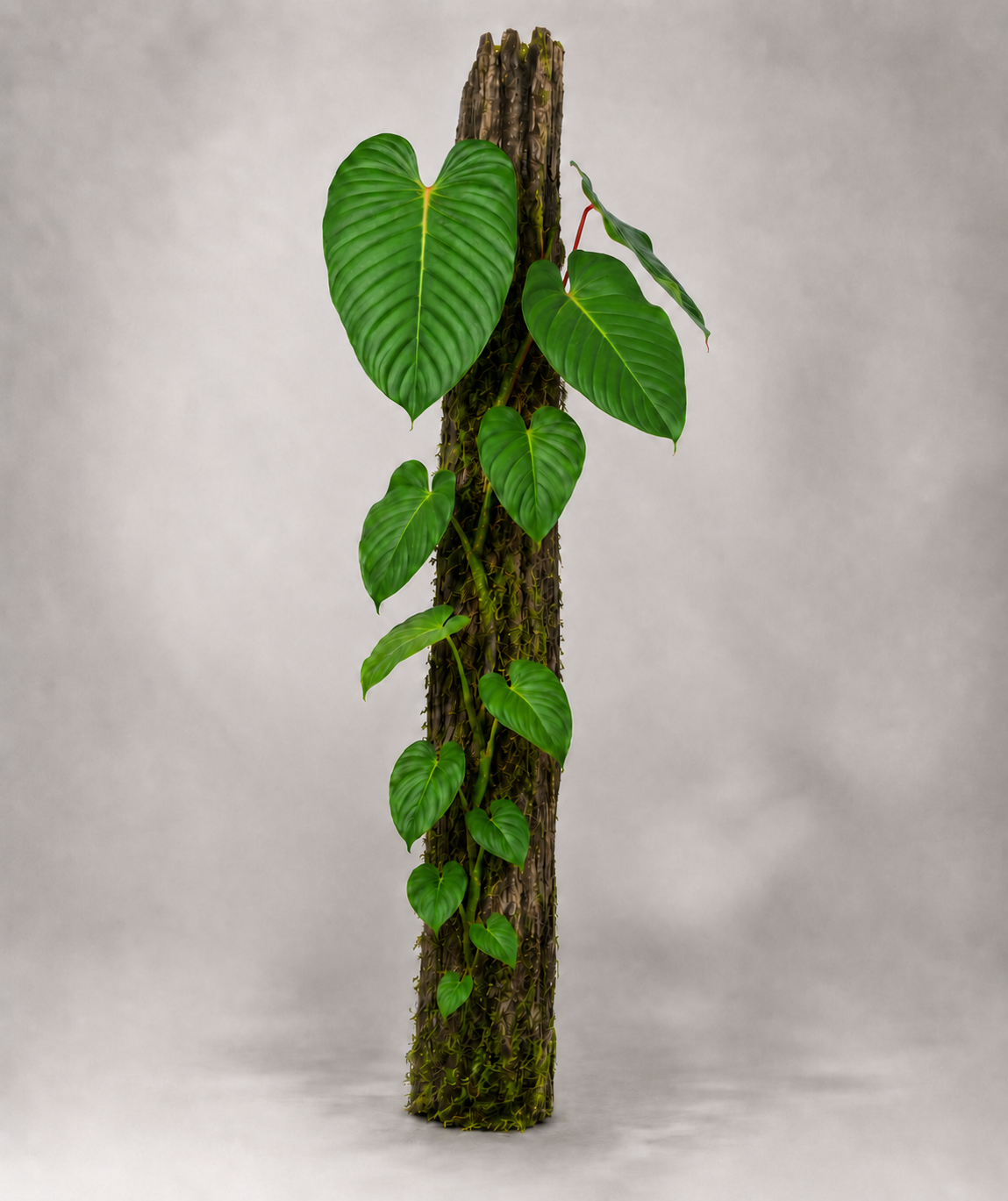 Philodendron parvidactylum