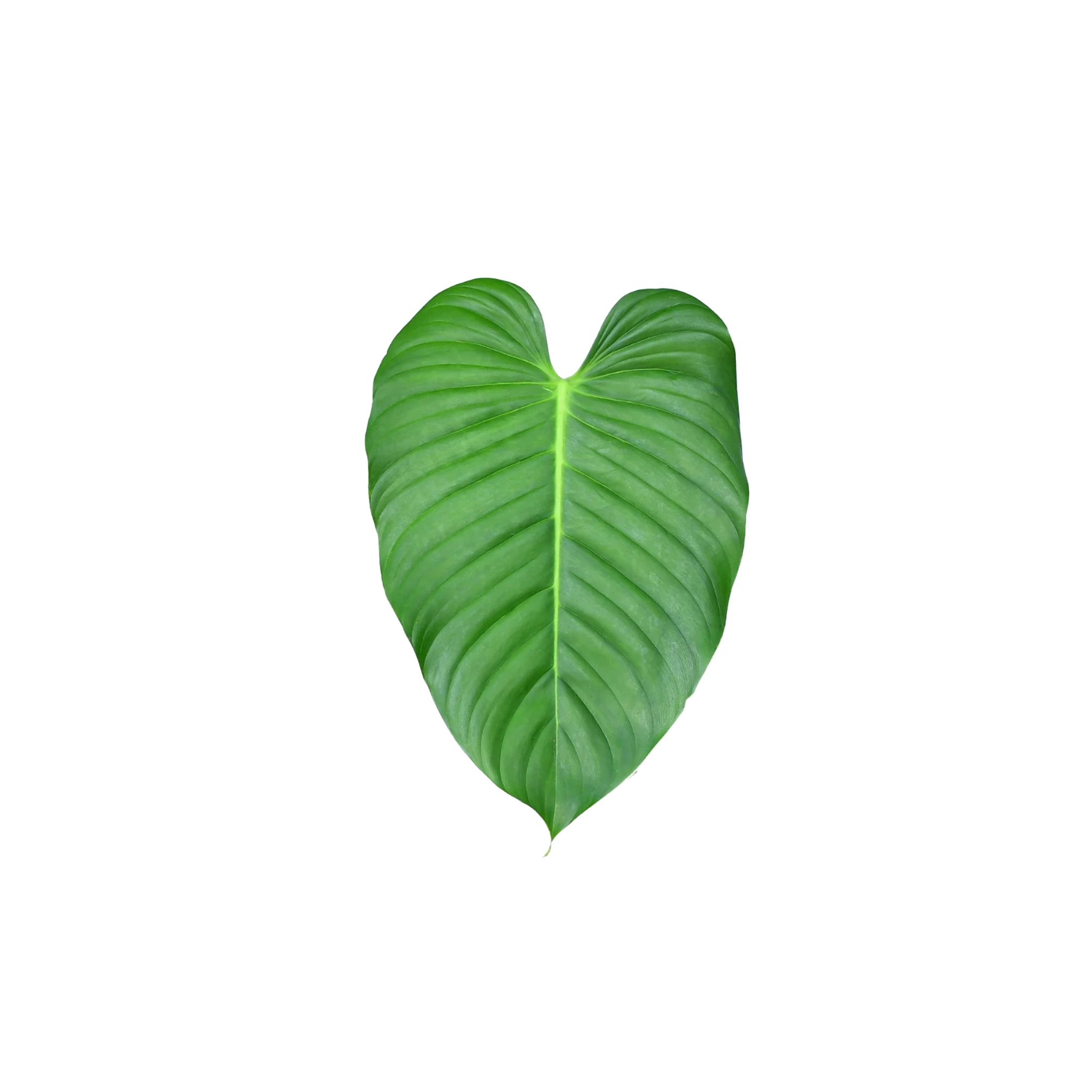 Philodendron parvidactylum