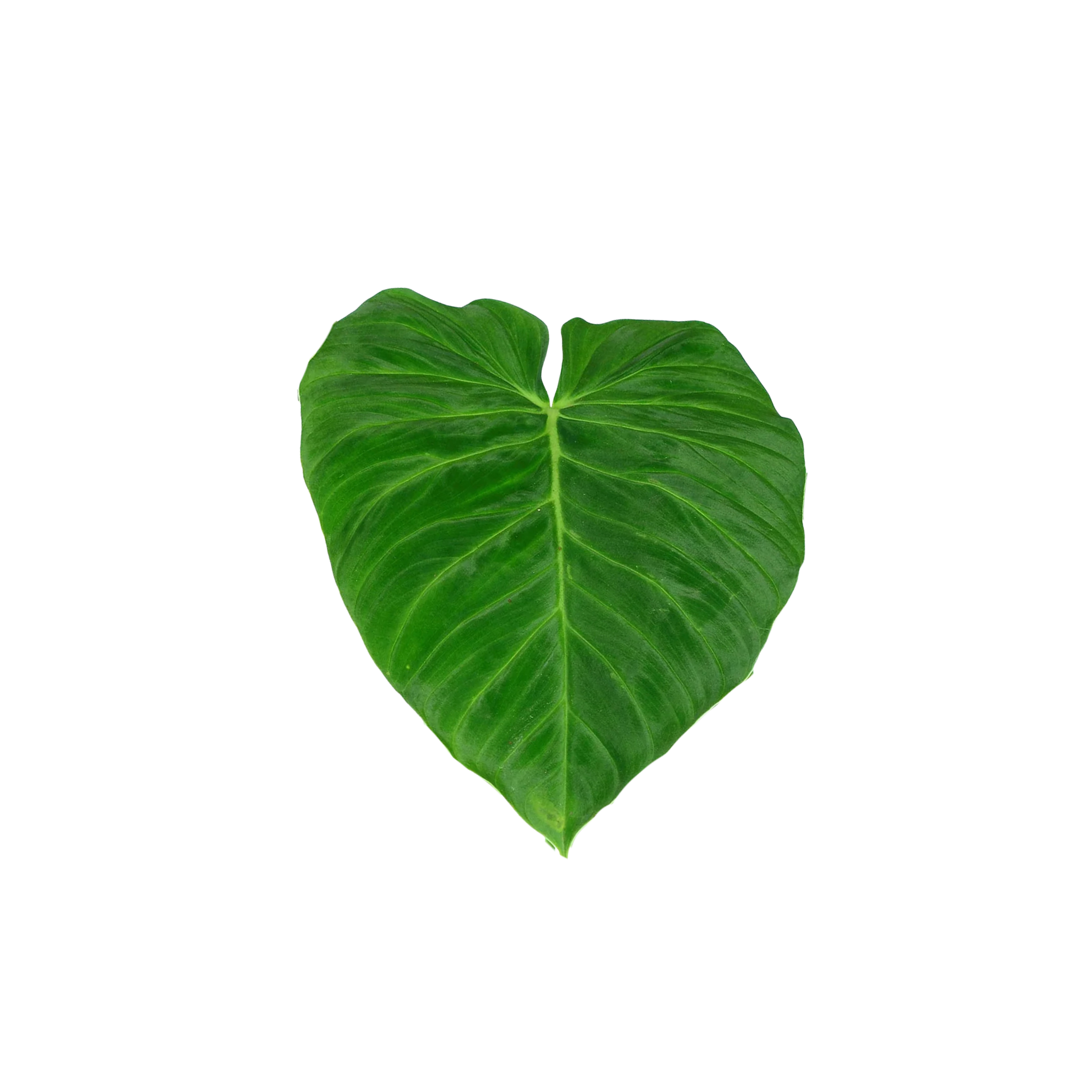 Philodendron pseudoverrucosum cf.