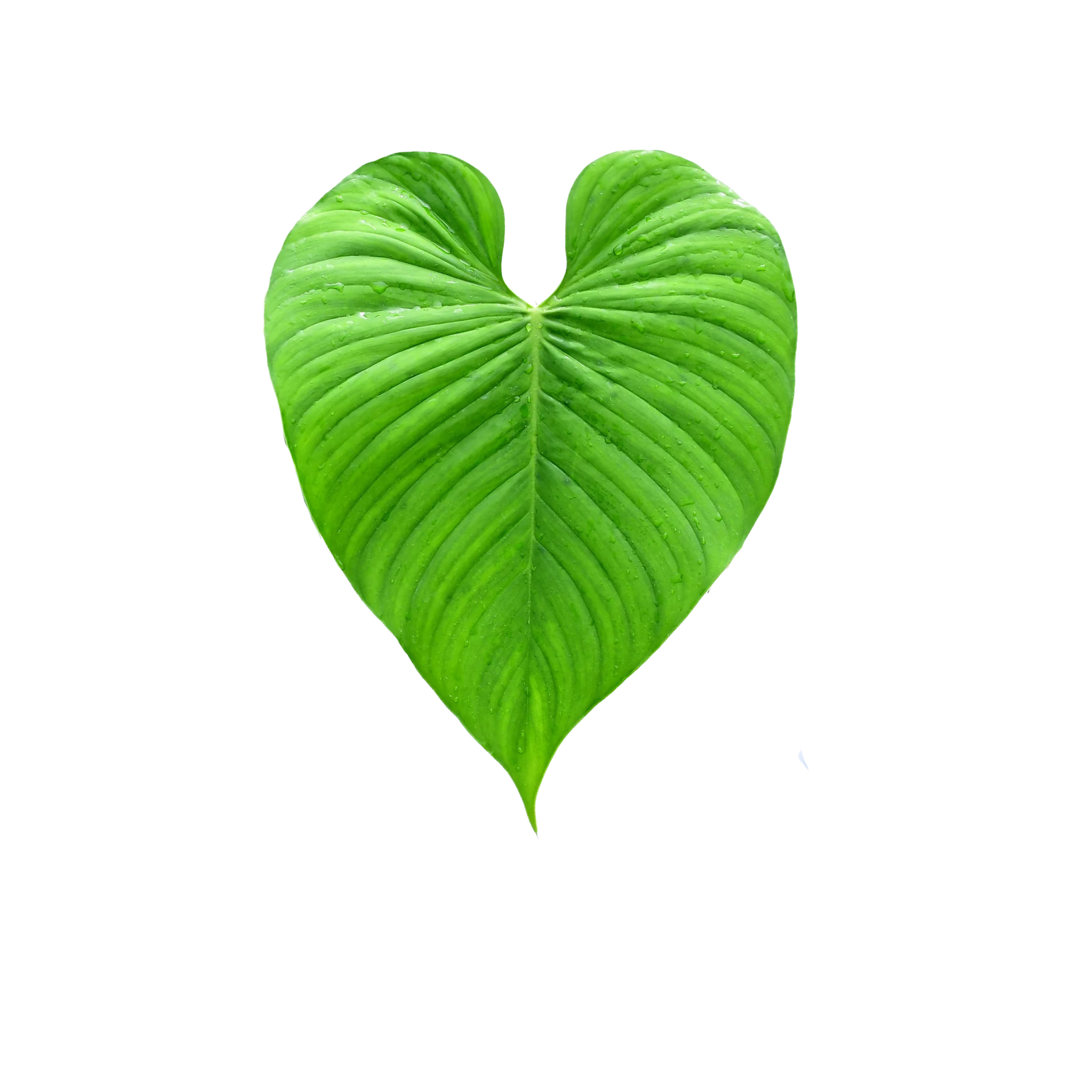 Philodendron roseocataphyllum aff.