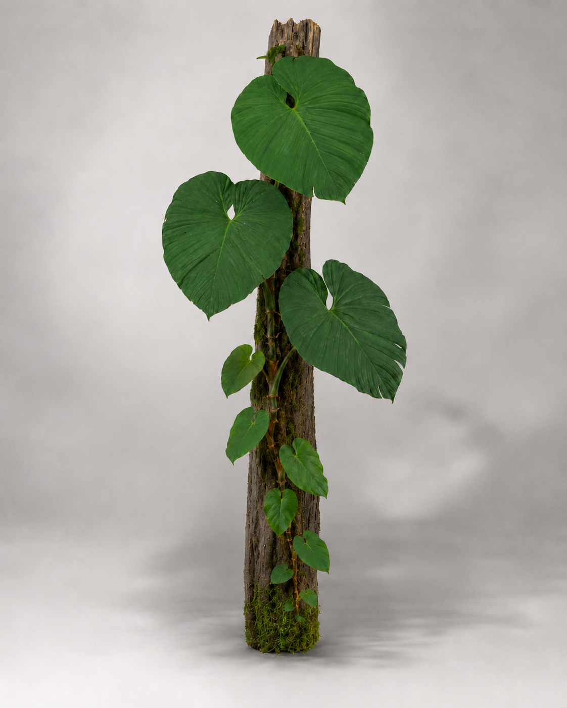 Philodendron roseocataphyllum aff.