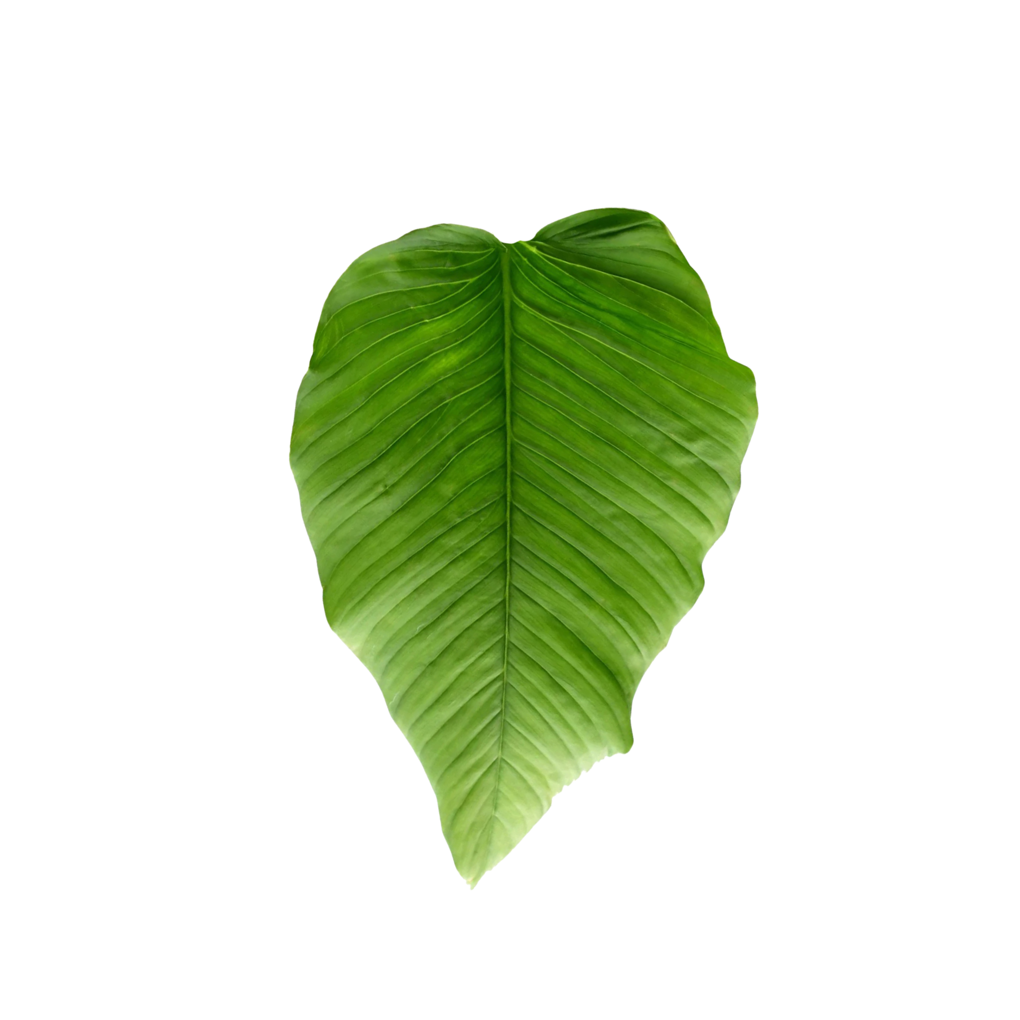 Philodendron rugapetiolatum