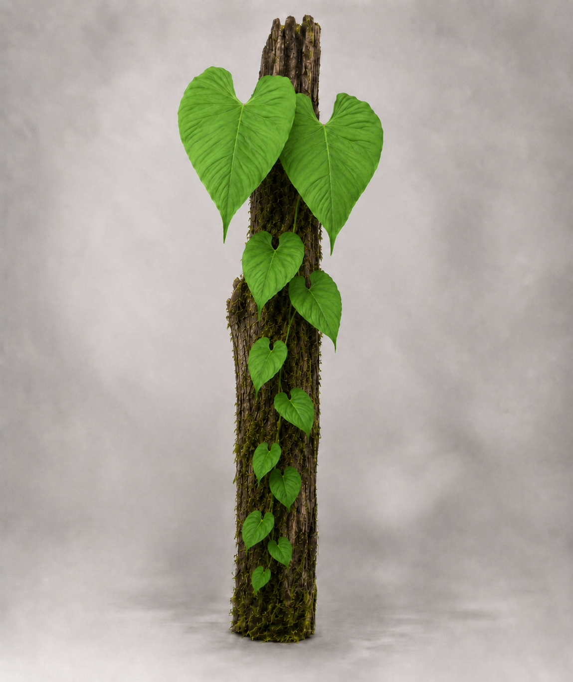 Philodendron smithii asperum