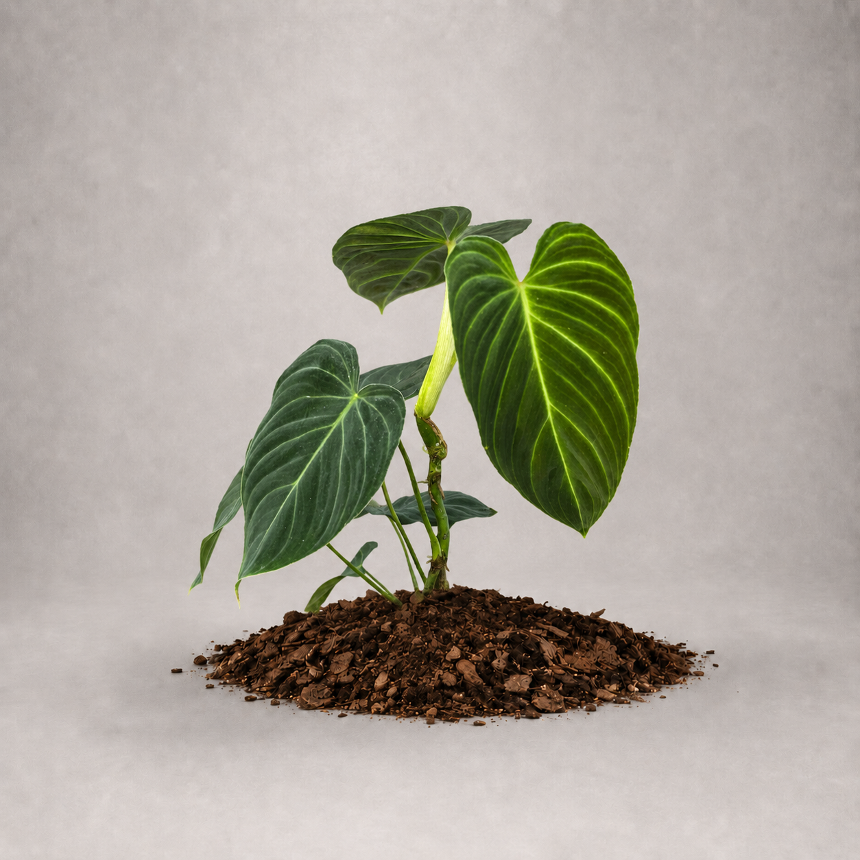 Philodendron verrucosum x melanochrysum