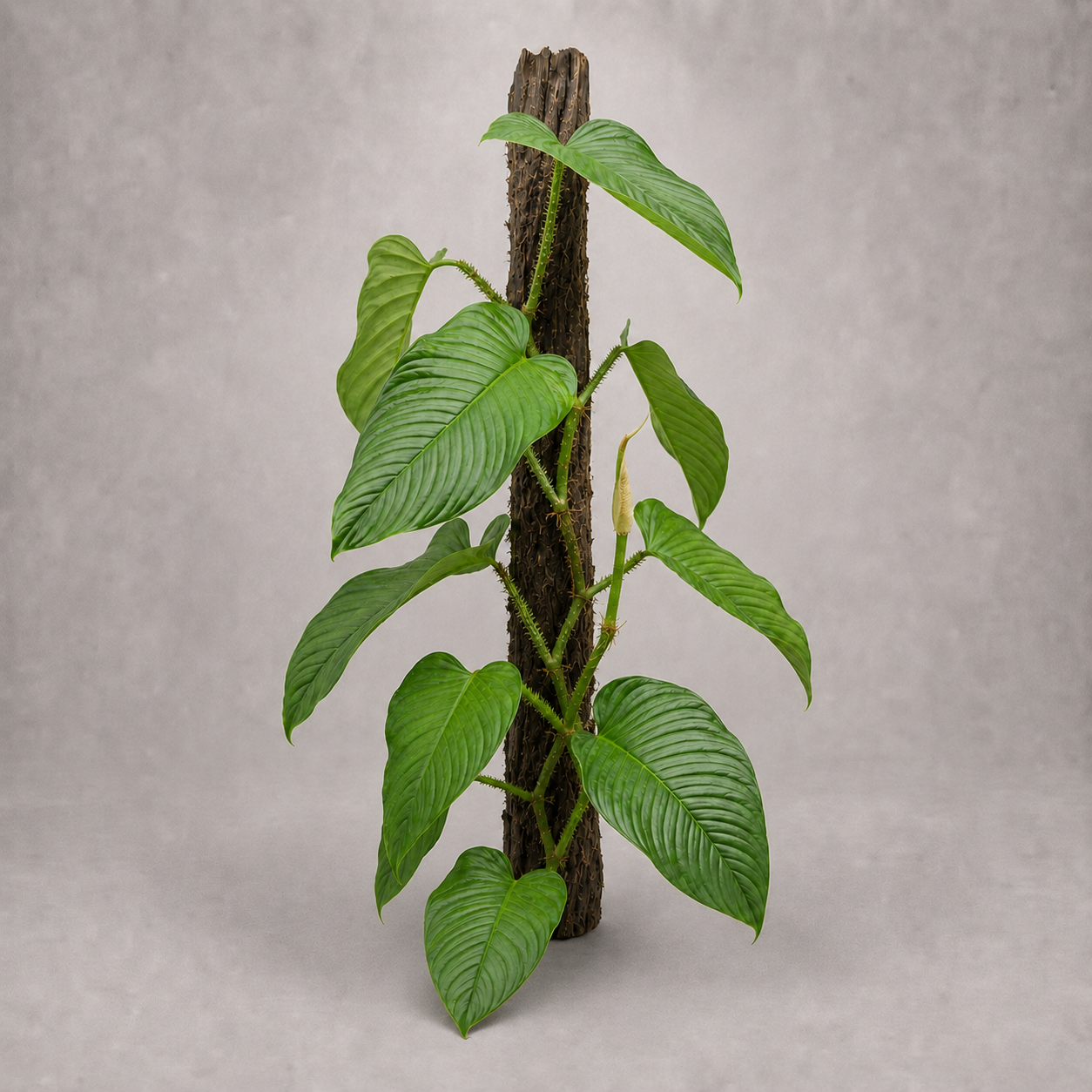 Philodendron squamipetiolatum