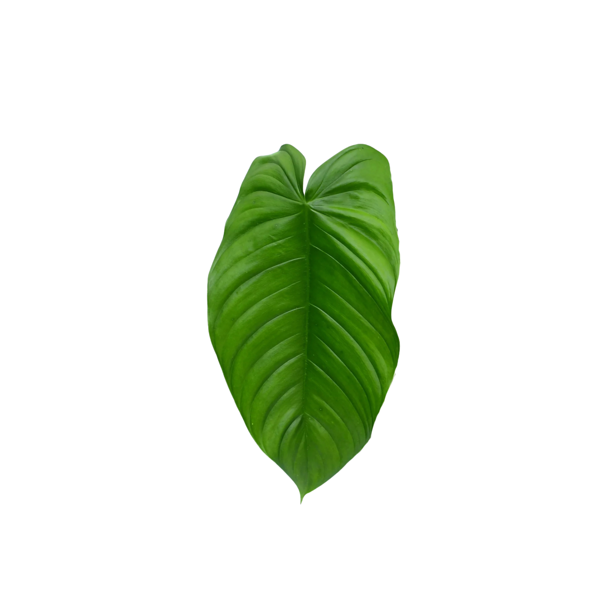 Philodendron tenue cf.