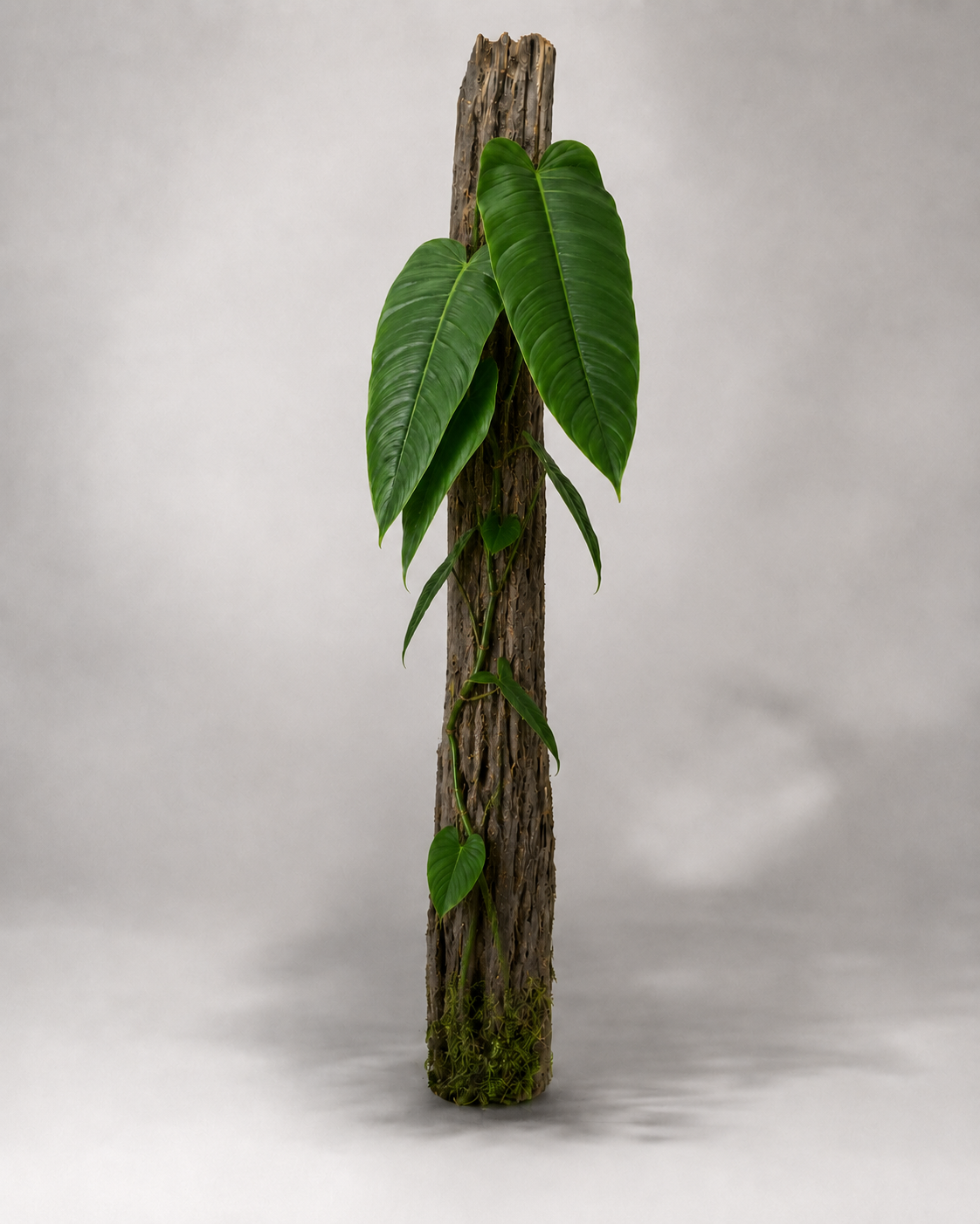Philodendron tenue cf.