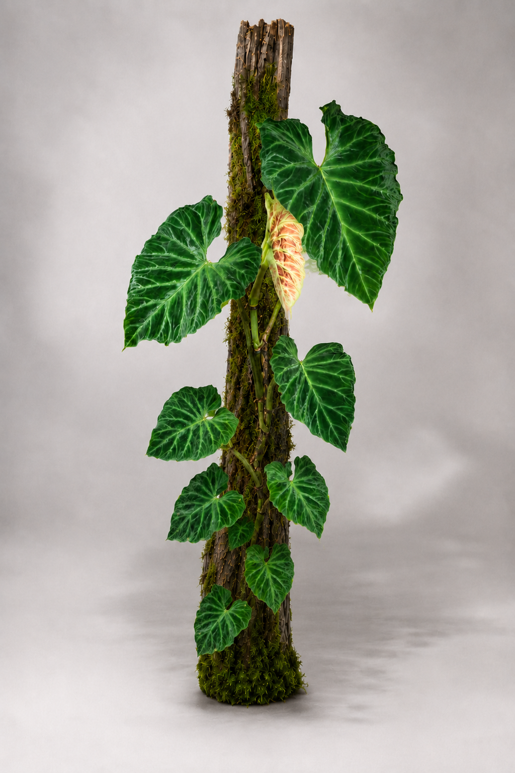 Philodendron verrucosum
