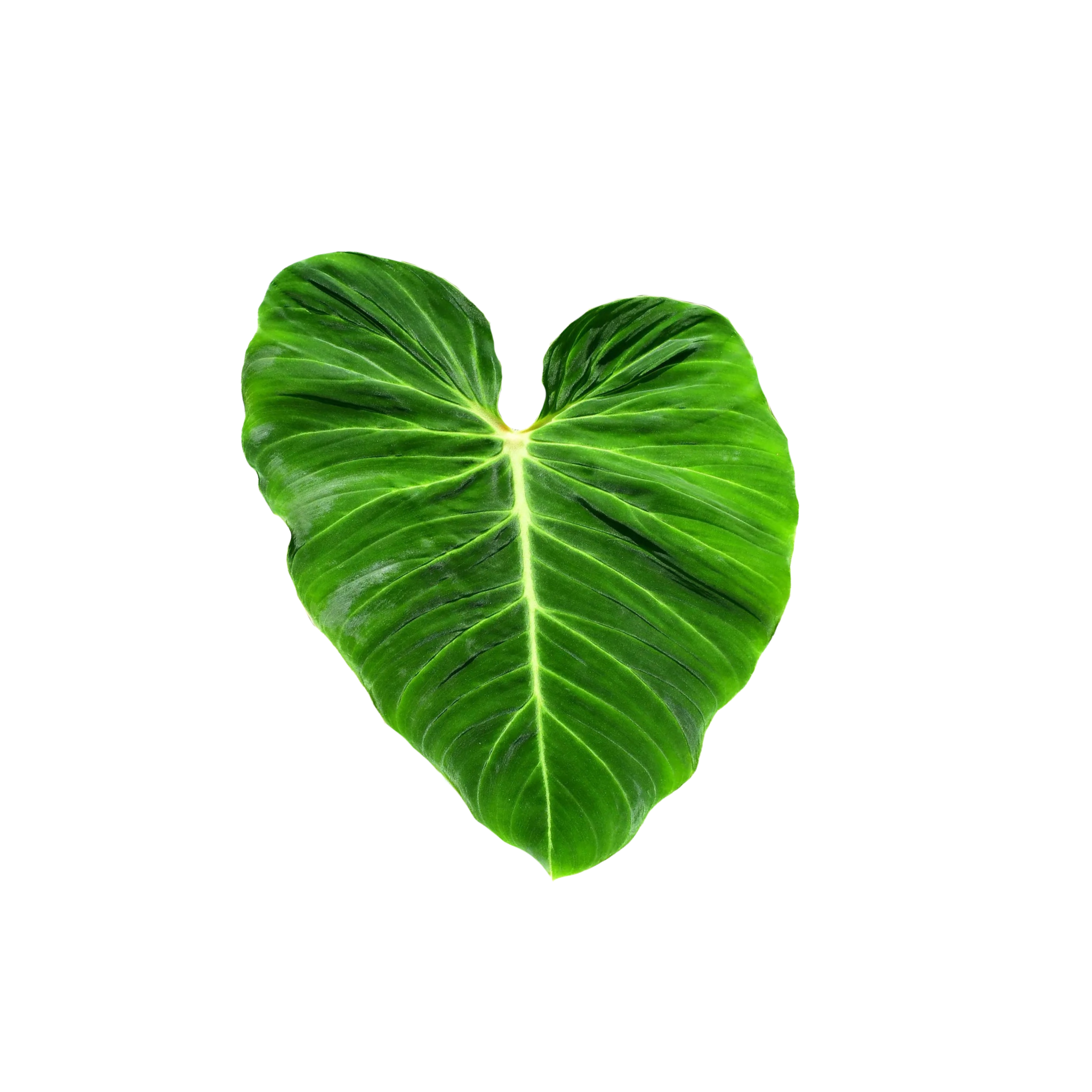 Philodendron verrucosum 'Green Zafire'