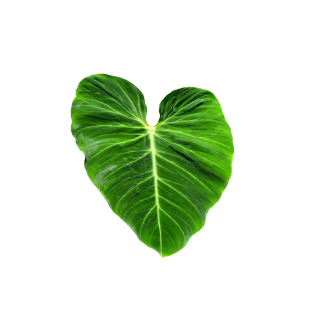 Philodendron verrucosum 'Green Zafire'