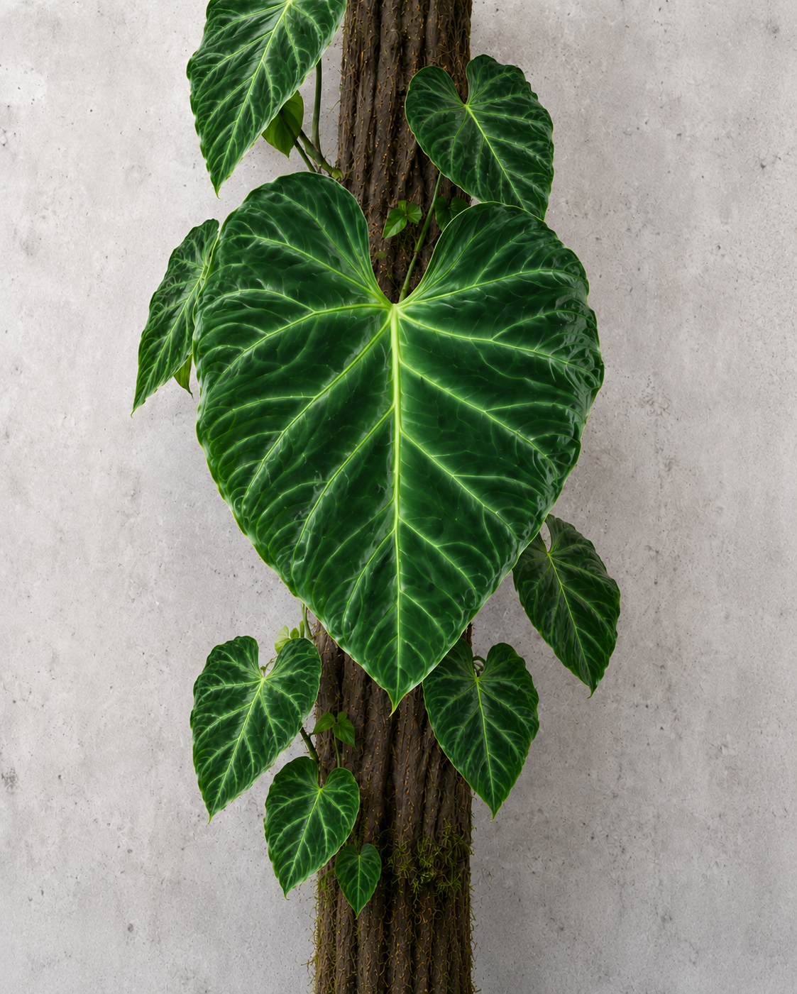 Philodendron verrucosum