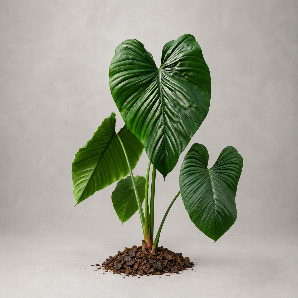 Philodendron rubrocinctum 'Platinum'