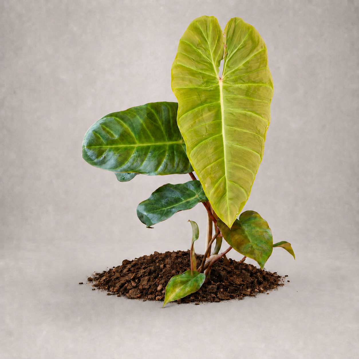 Philodendron verrucosum x billietiae