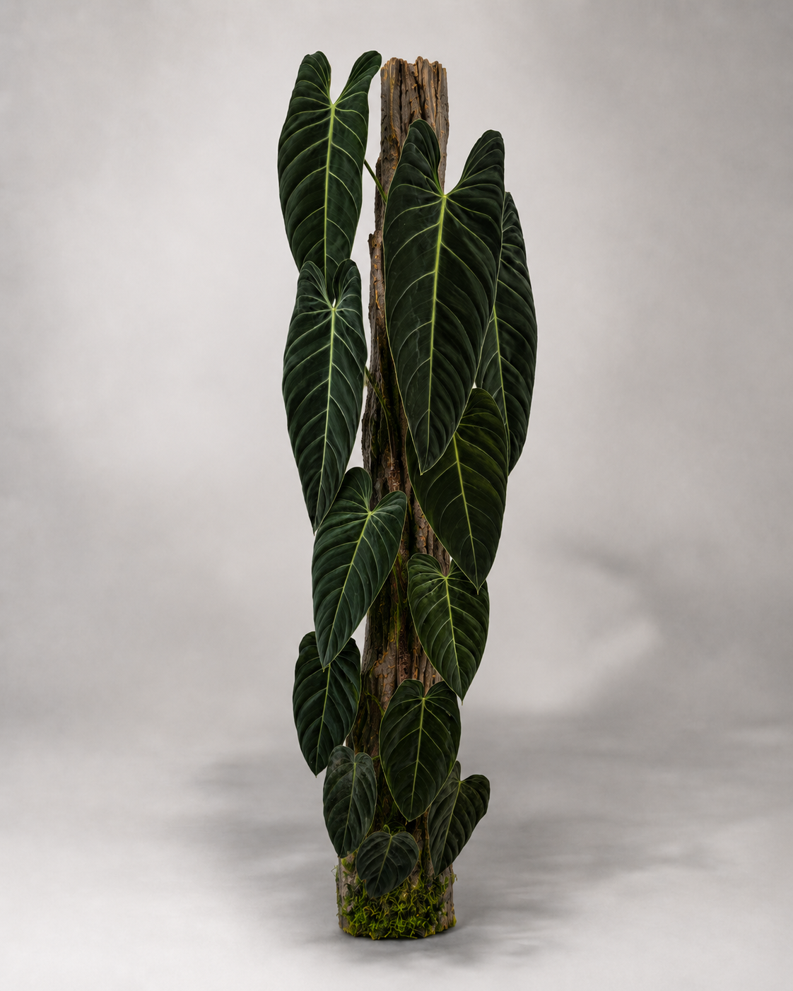 Philodendron melanochrysum