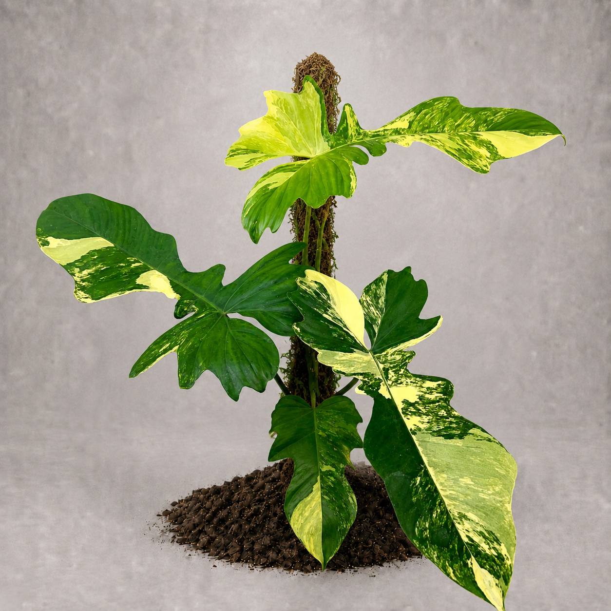 Philodendron sp. 'Florida Beauty' x 'Bob Cee'