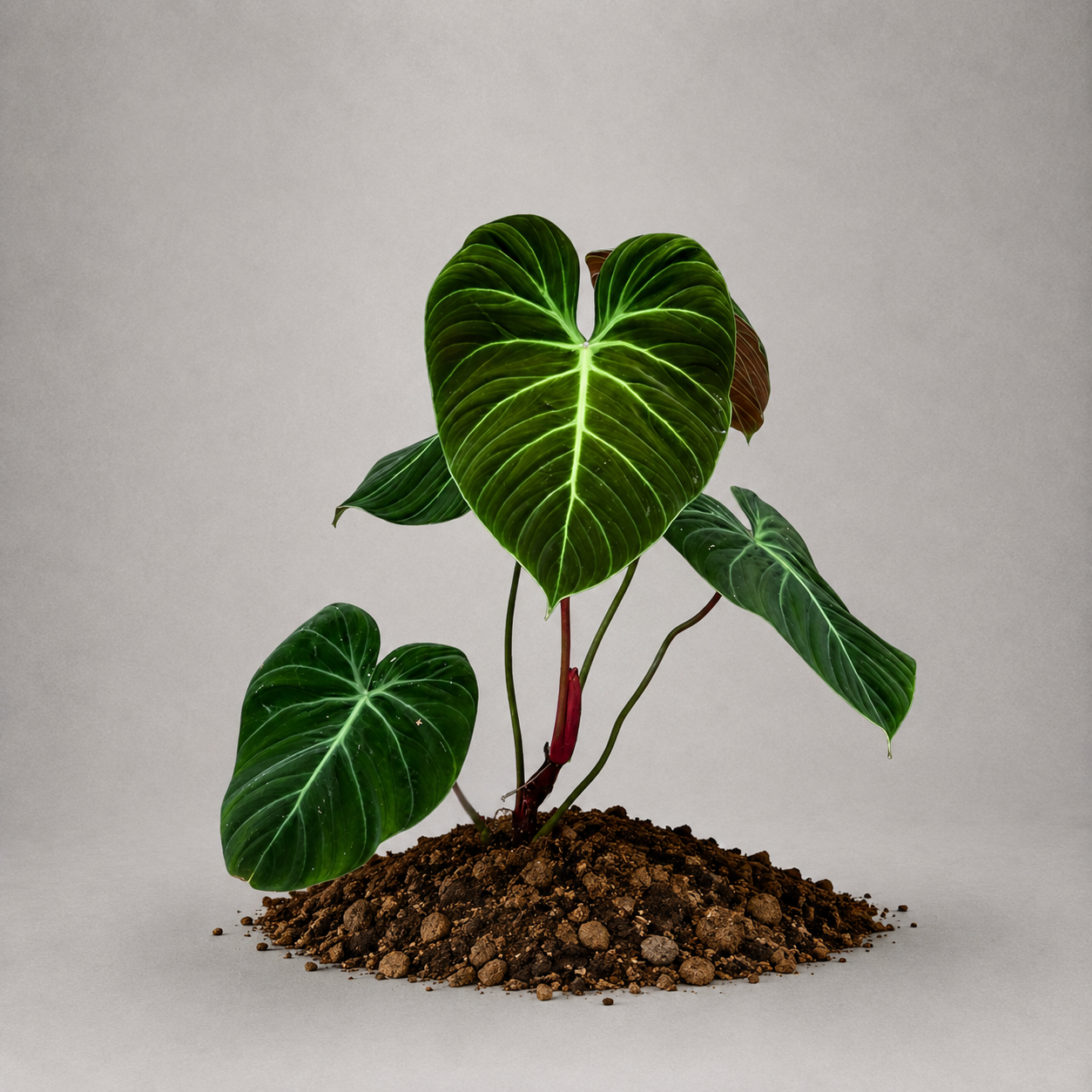 Philodendron rubrijuvenile