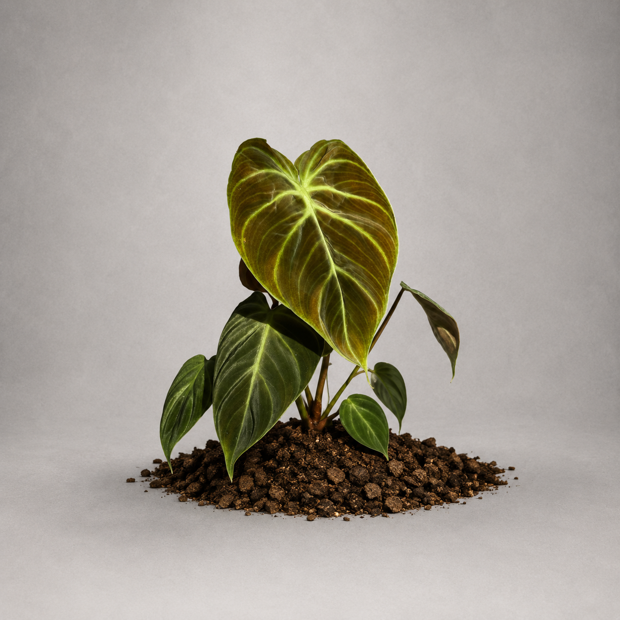 Philodendron rubrijuvenile