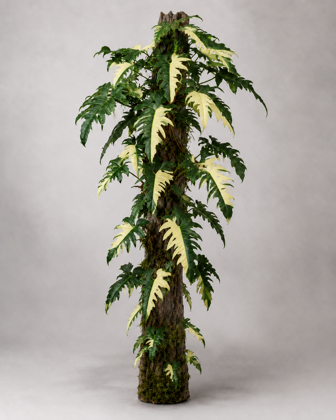 Philodendron sp. 'Golden Dragon' Variegata