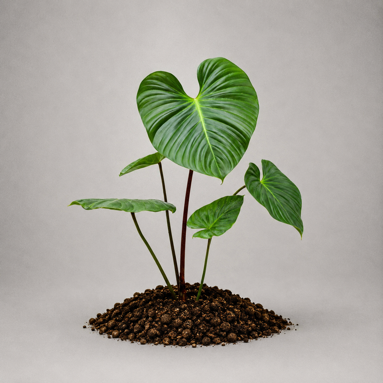 Philodendron nangaritense