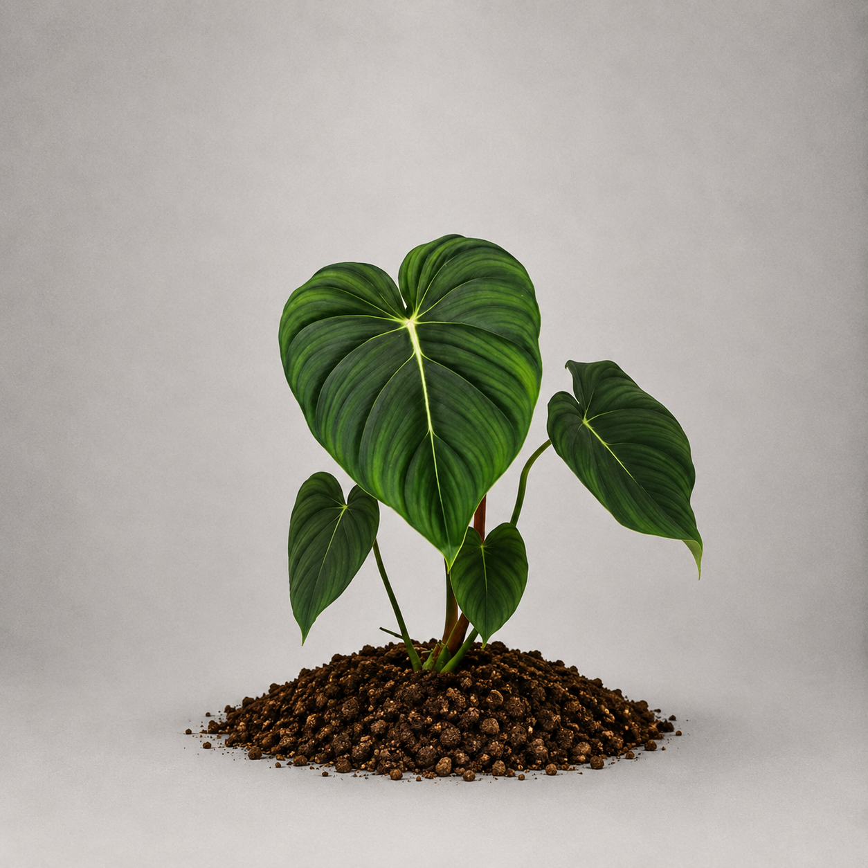 Philodendron pastazanum