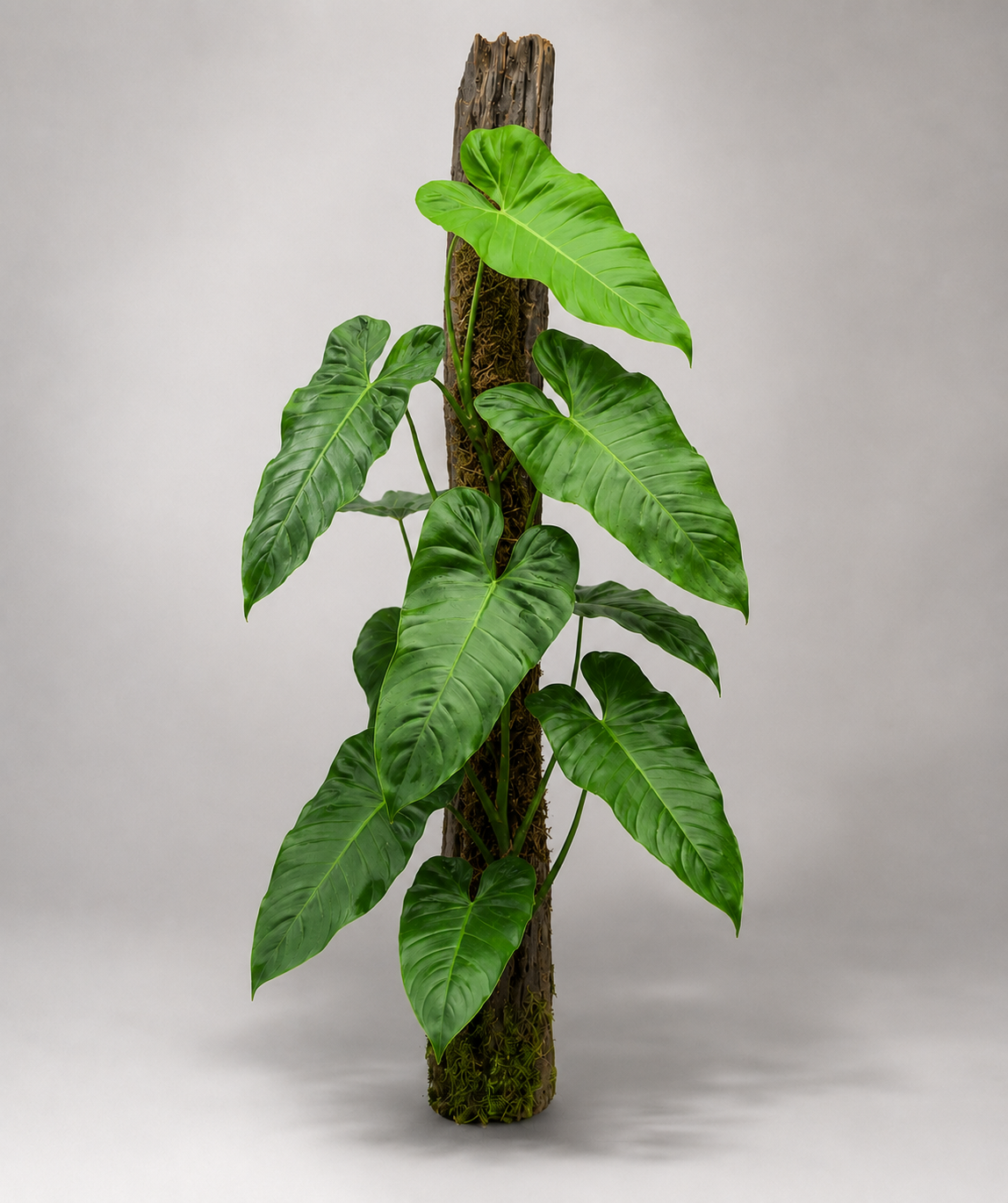 Philodendron pinnatilobum aff x imbe var. ilsemanii 'Jose Buono'