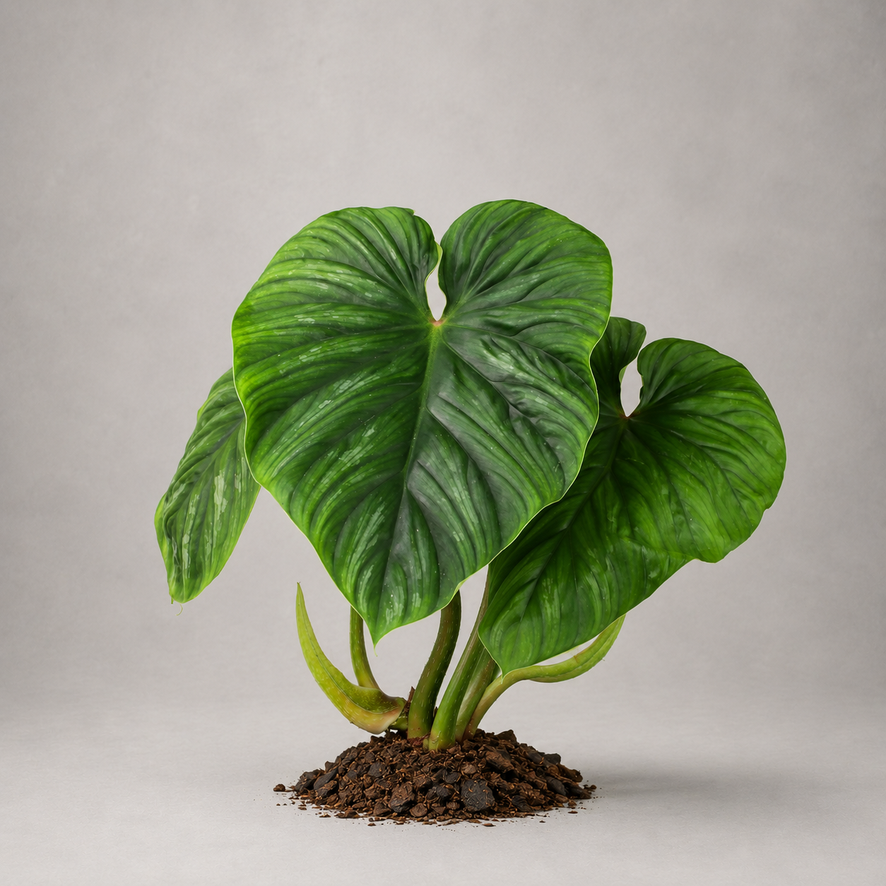 Philodendron plowmanii x pastazanum