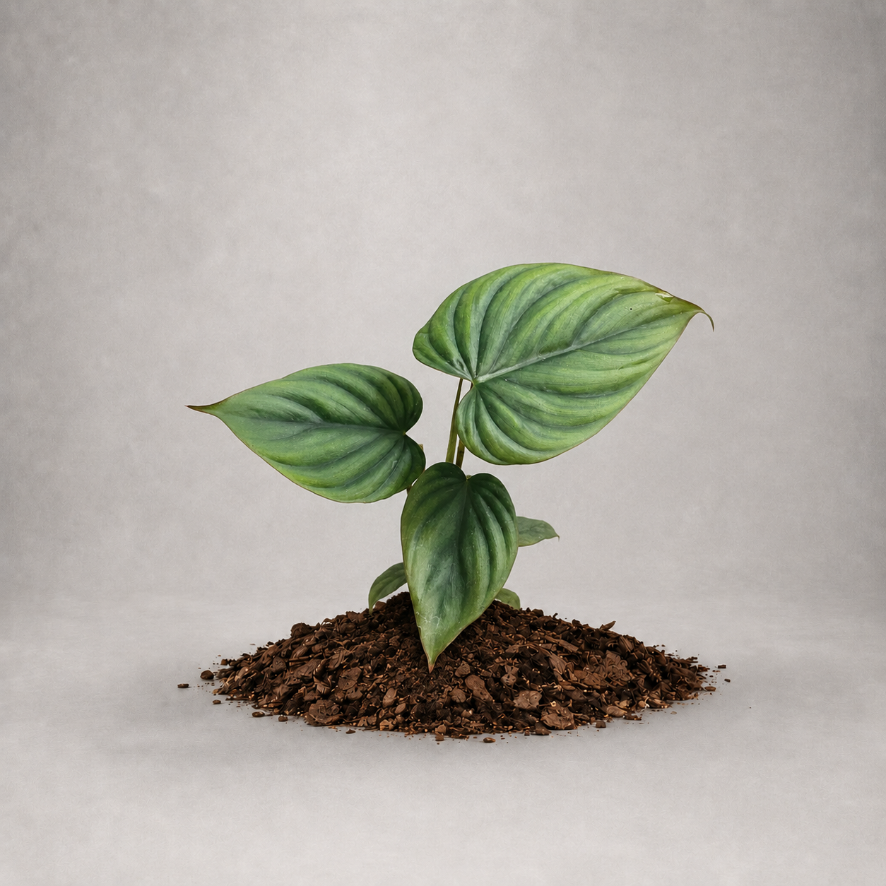 Philodendron sp. 'Colombia'