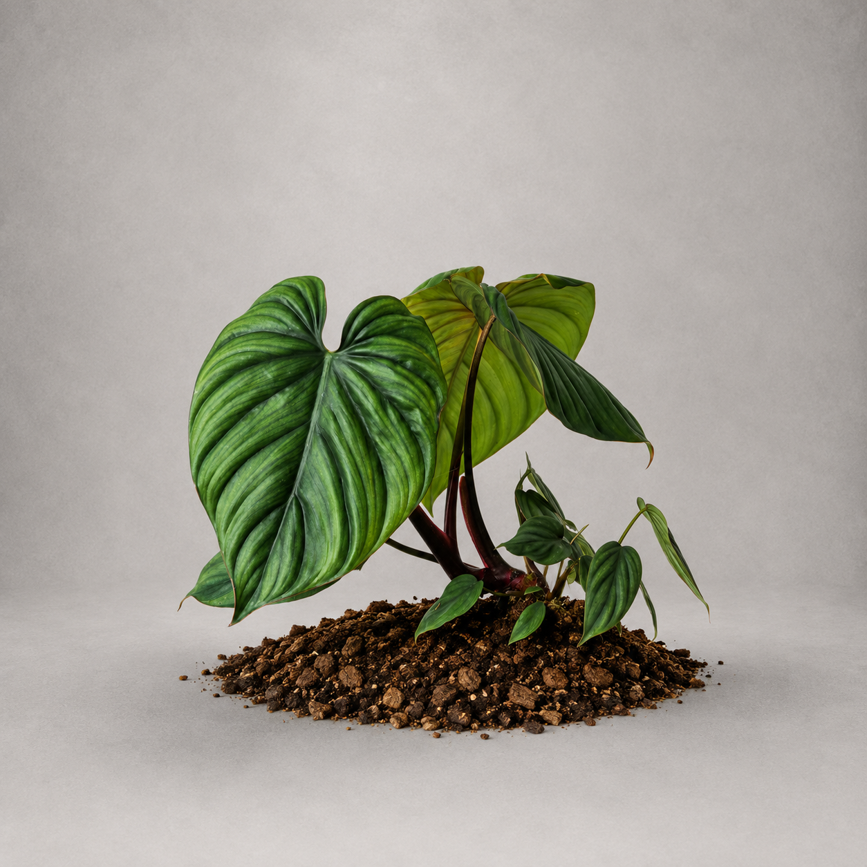 Philodendron sp. 'Colombia'