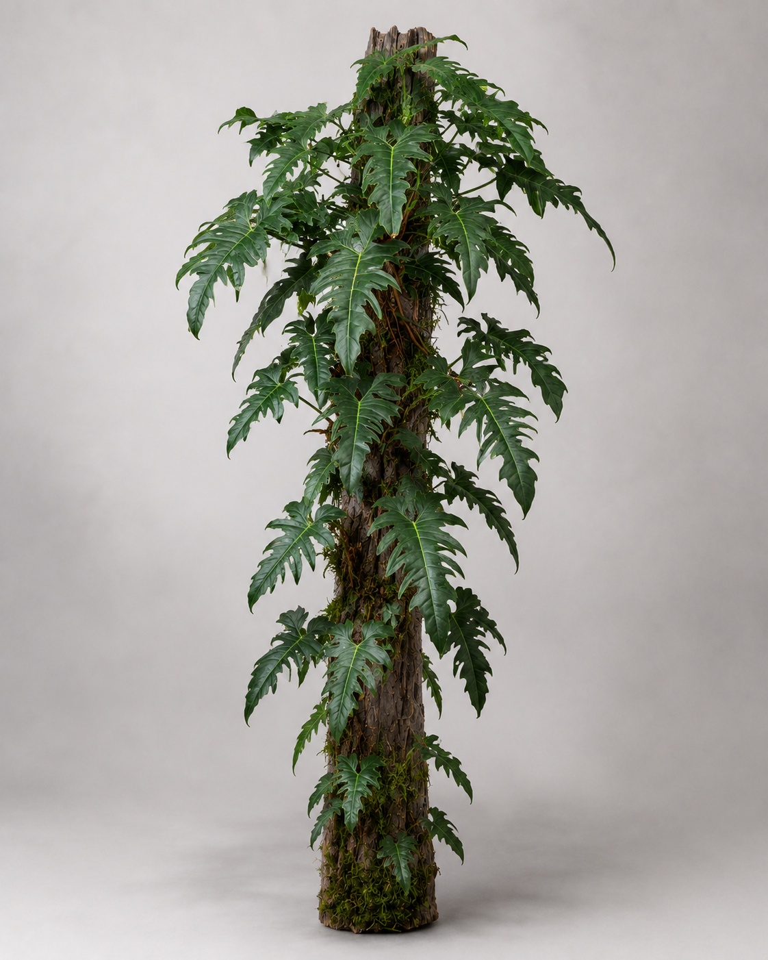 Philodendron sp. 'Golden Dragon'