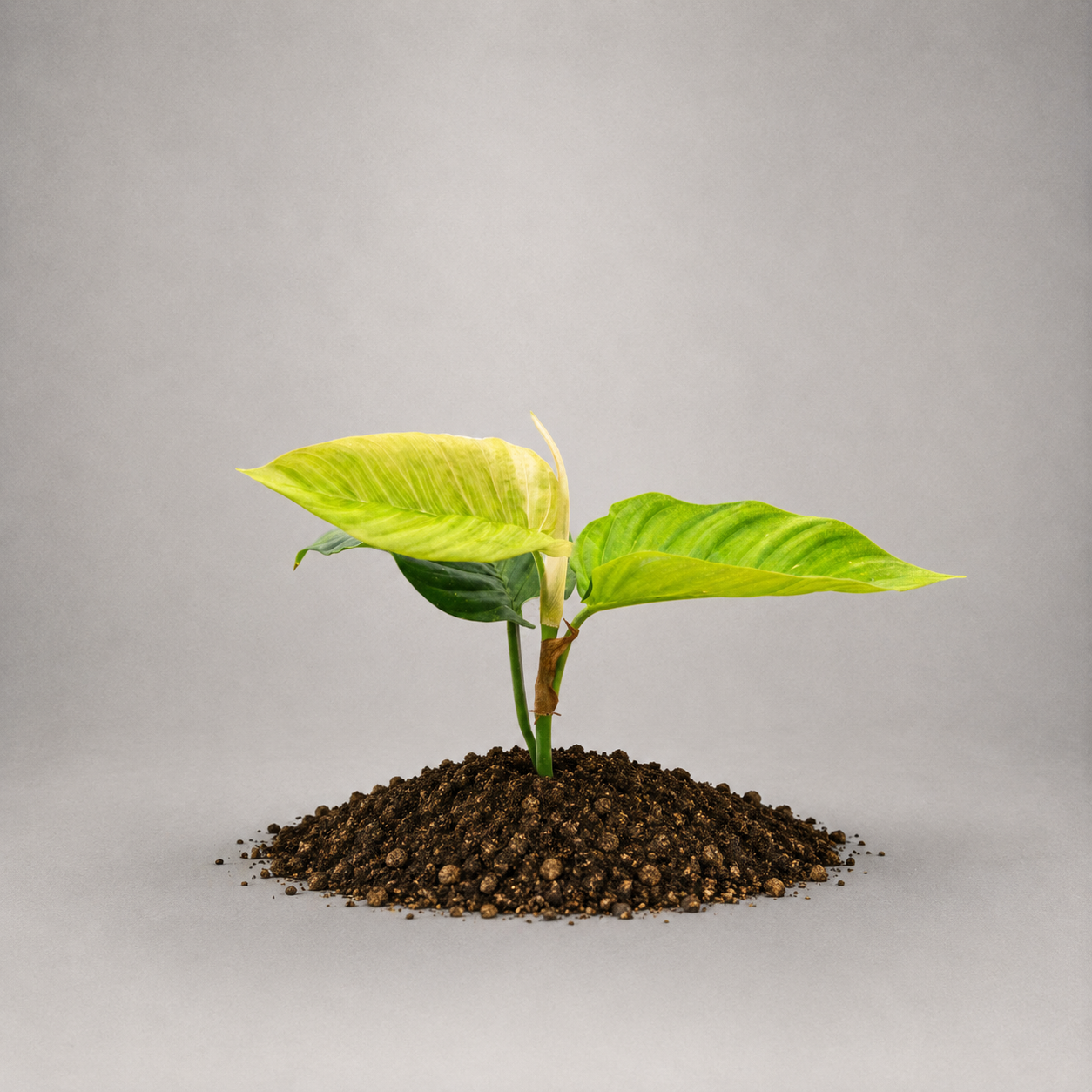 Philodendron squamipetiolatum