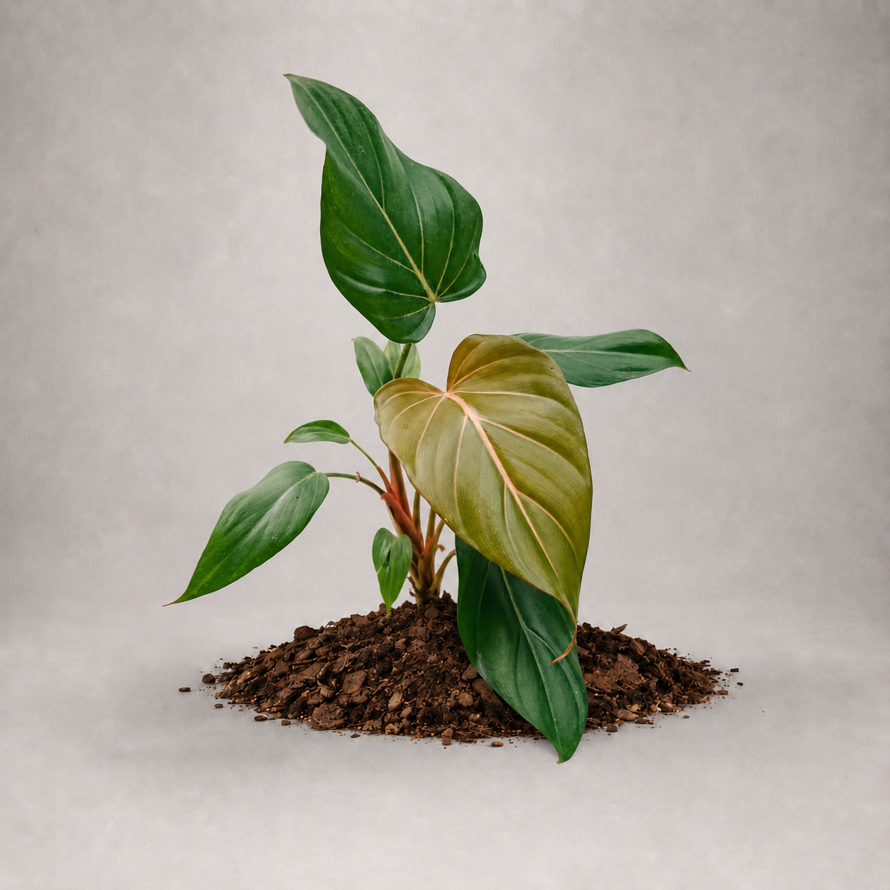 Philodendron 'Summer Glory'