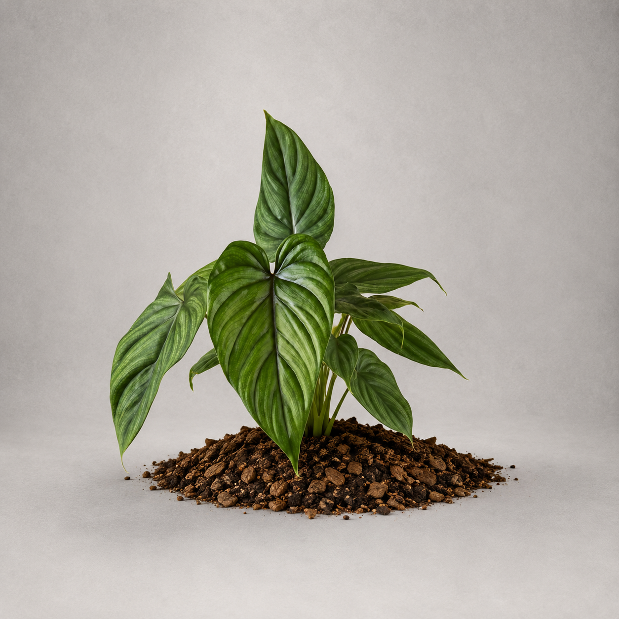 Philodendron plowmanii x pastazanum