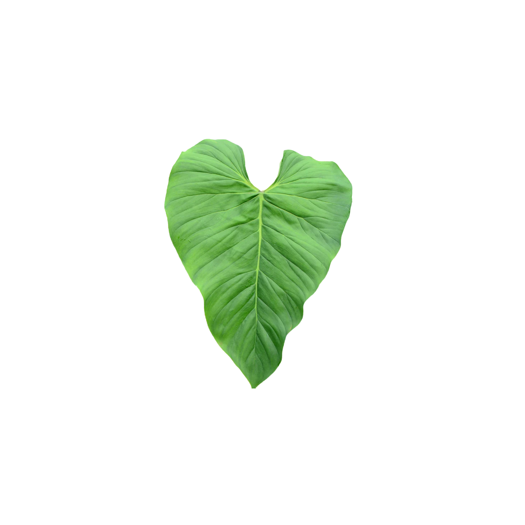 Philodendron smithii asperum