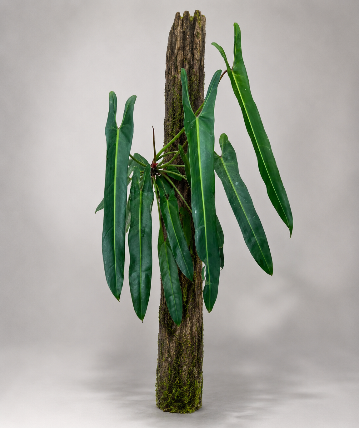 Philodendron spiritus-sancti