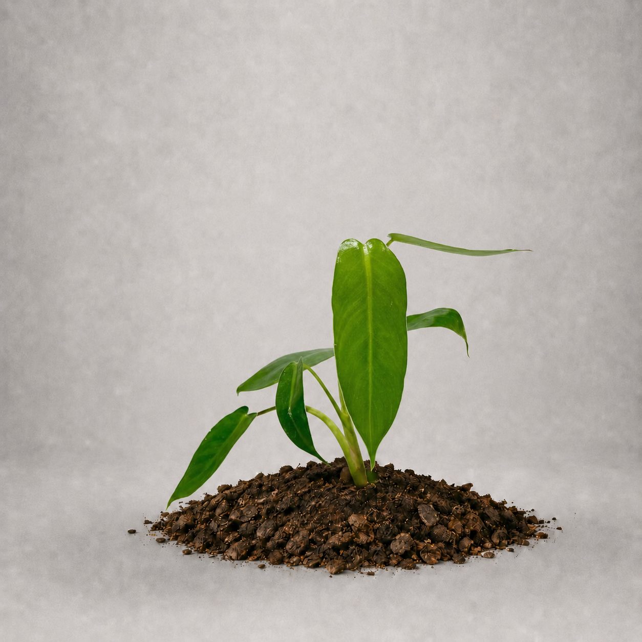 Philodendron spiritus-sancti